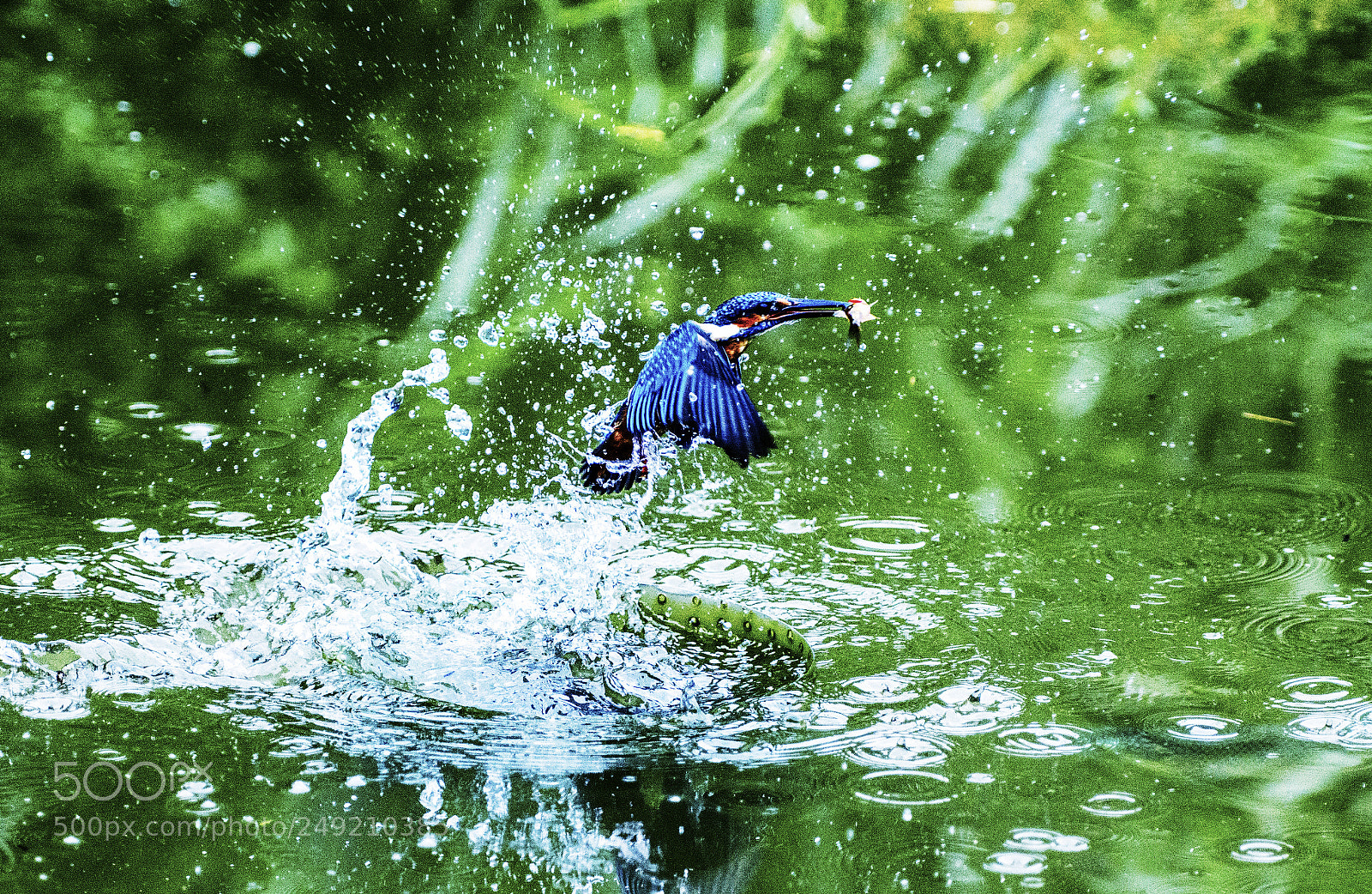 Nikon D800 sample photo. Nice catch photography