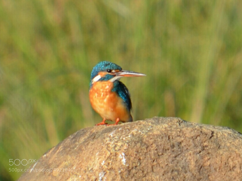 Nikon D5100 sample photo. King fisher photography