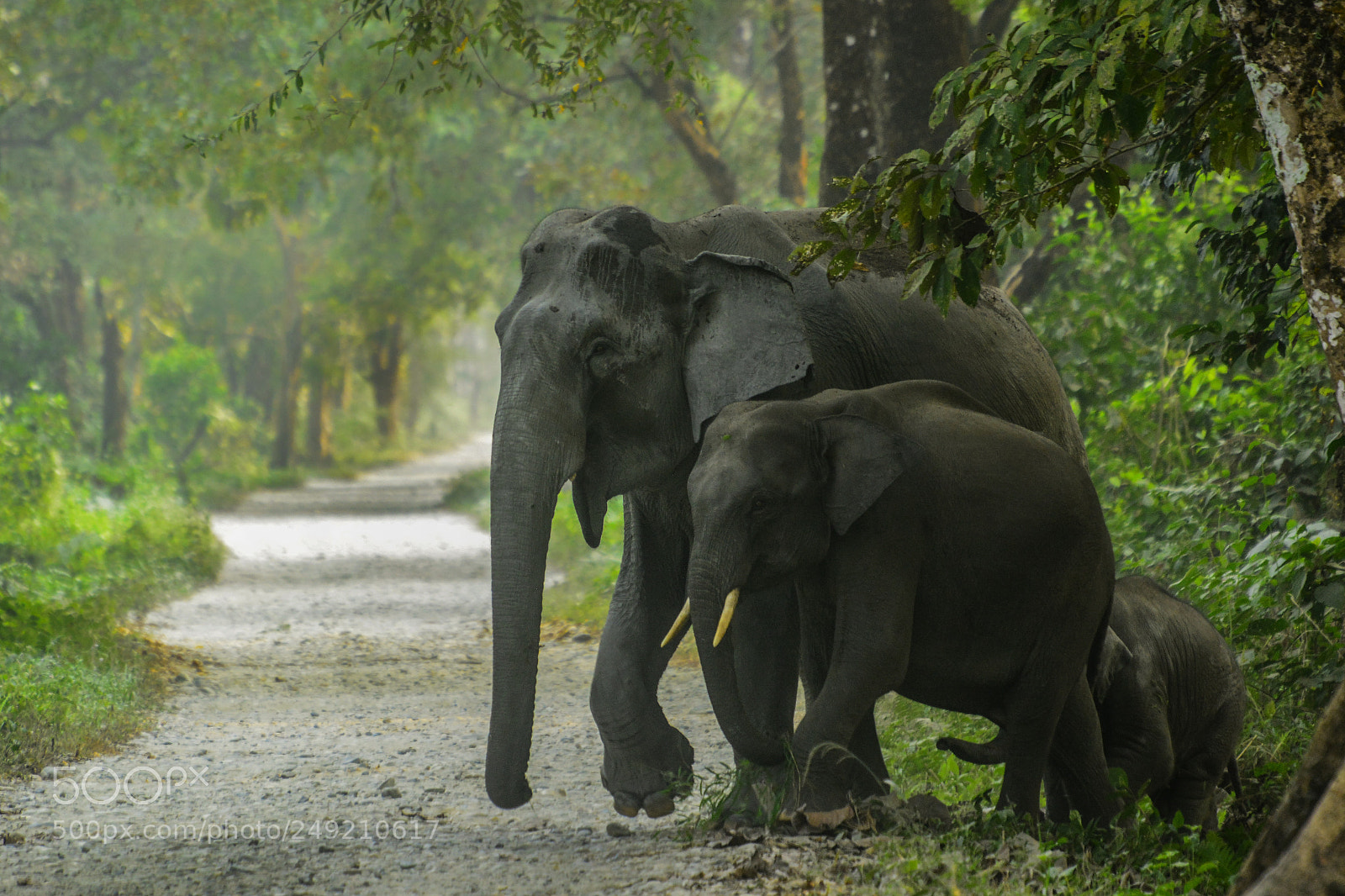 Nikon D5200 sample photo. Elephant corridor photography