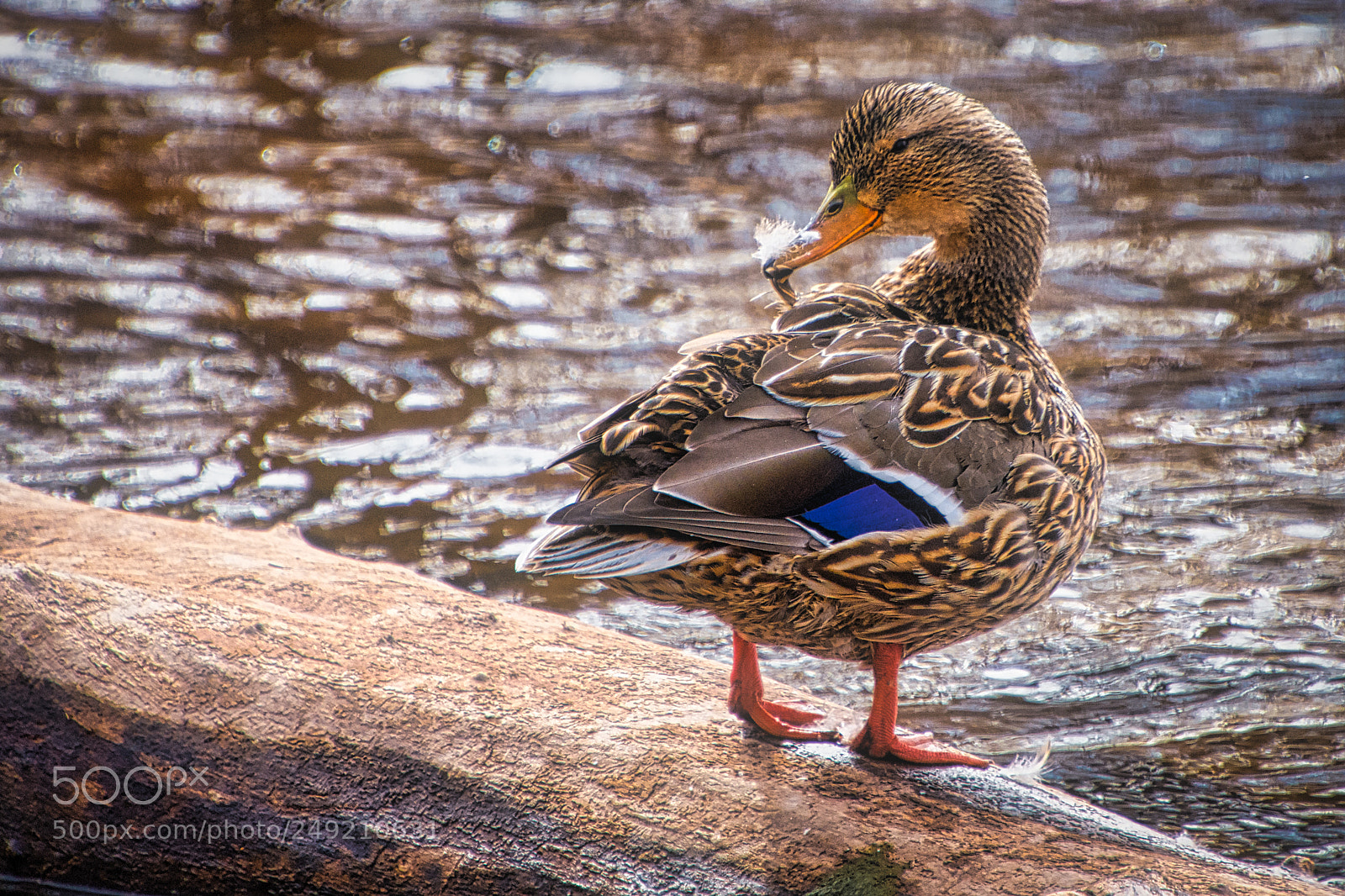 Nikon D7200 sample photo. Preening mallard hen photography