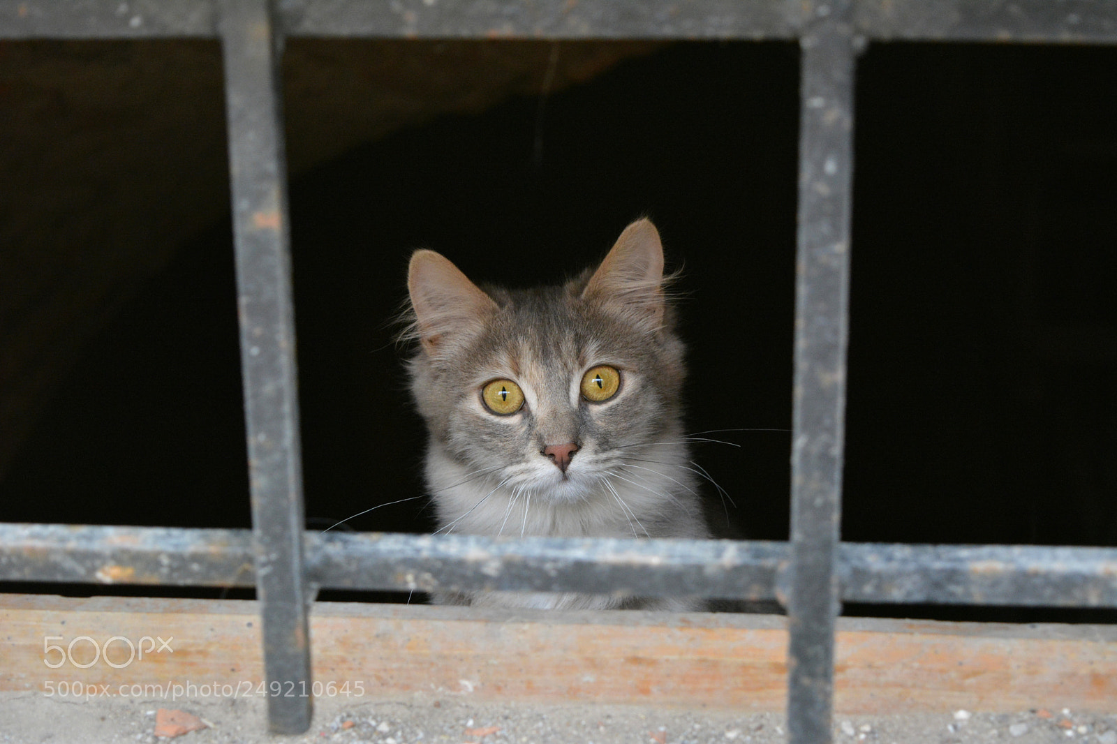 Nikon D5200 sample photo. Kitten photography