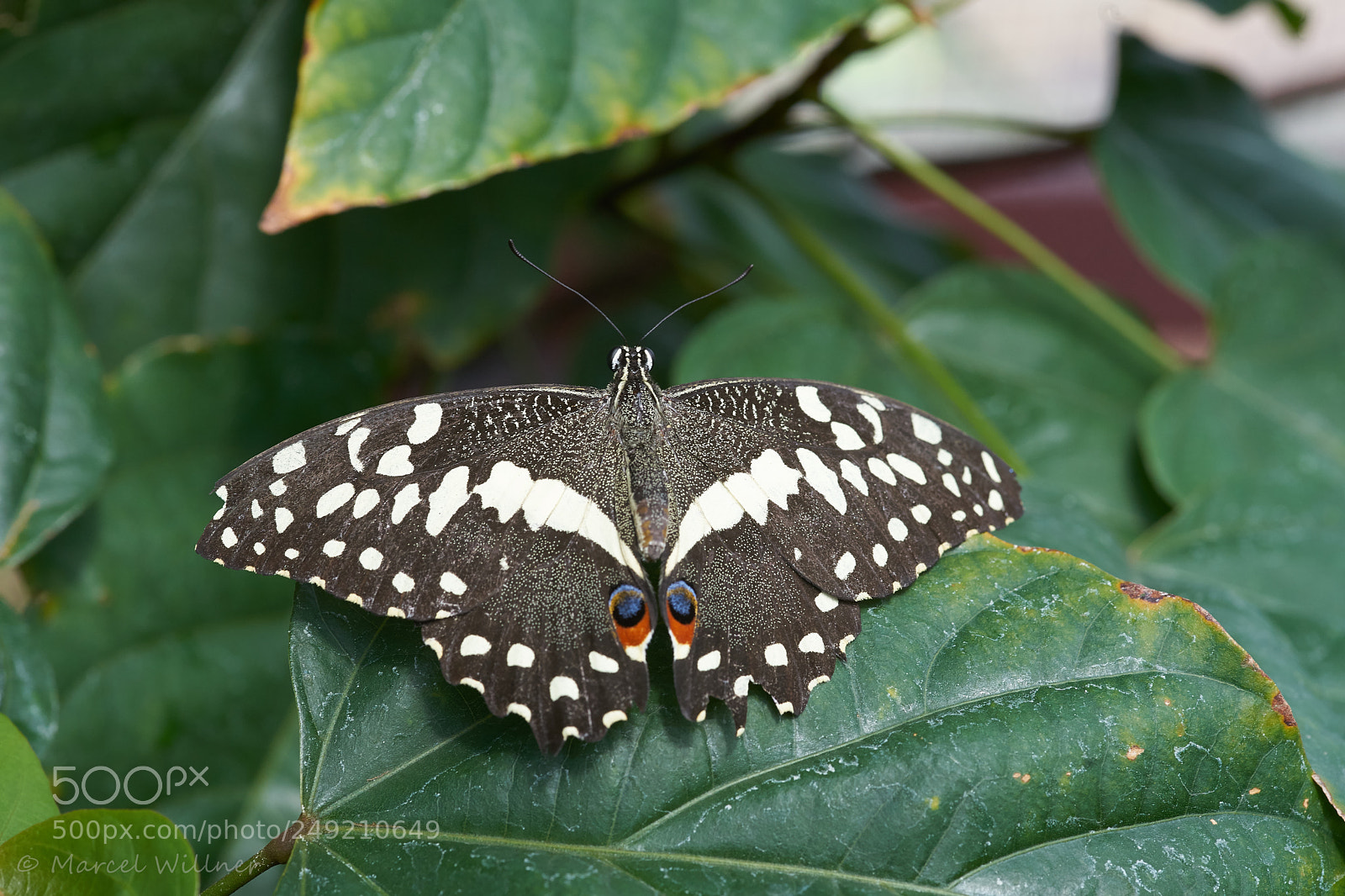 Sony a7 II sample photo. Schmetterlinge photography