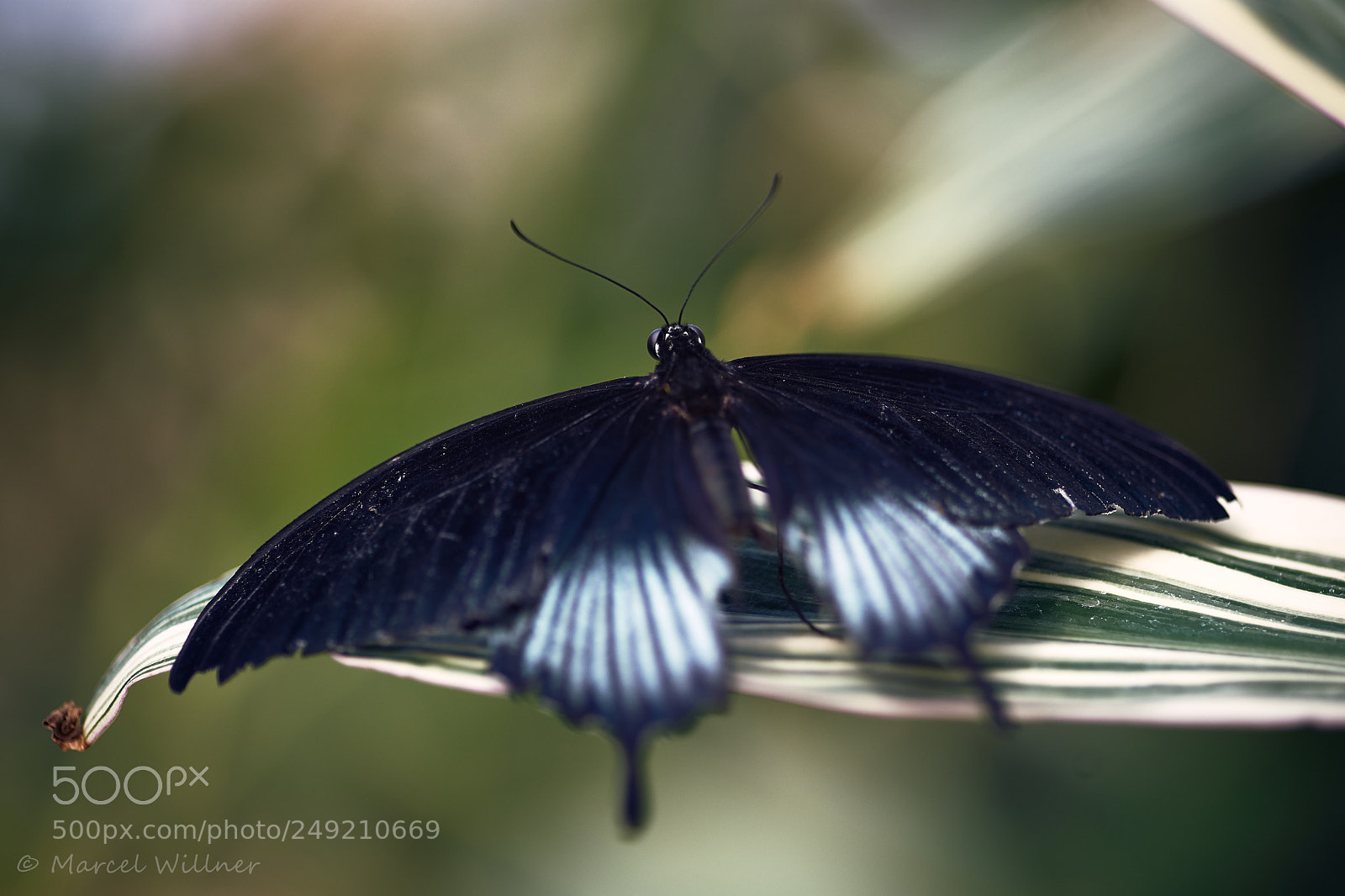 Sony a7 II sample photo. Schmetterlinge photography