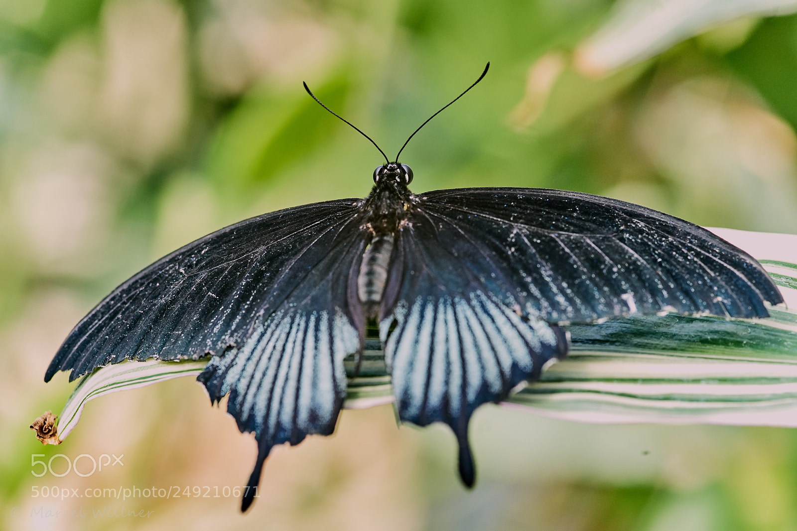 Sony a7 II sample photo. Schmetterlinge photography