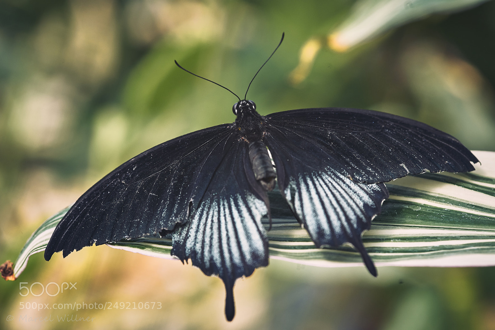 Sony a7 II sample photo. Schmetterlinge photography