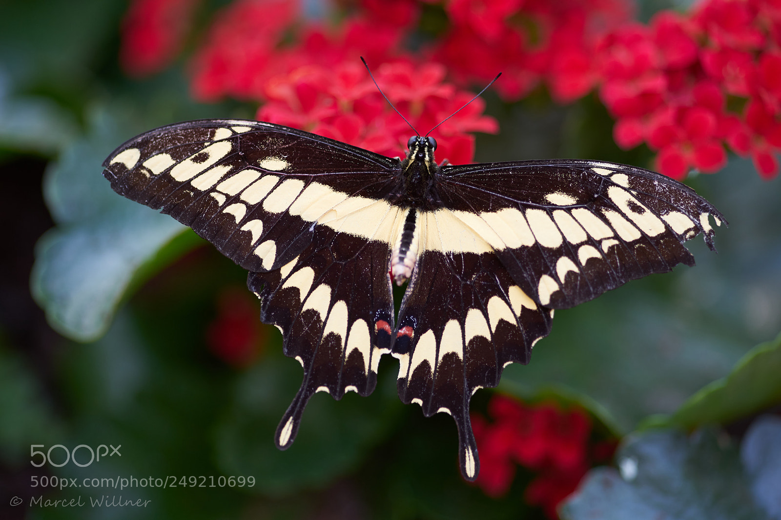 Sony a7 II sample photo. Schmetterlinge photography