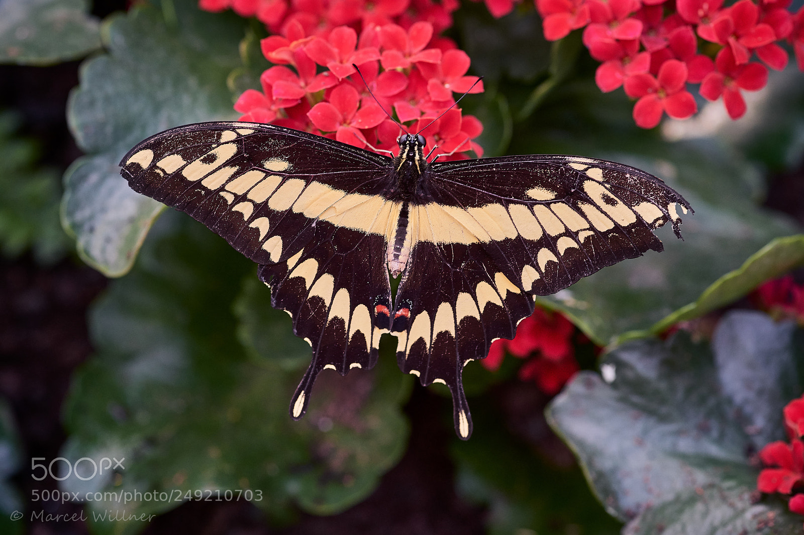 Sony a7 II sample photo. Schmetterlinge photography