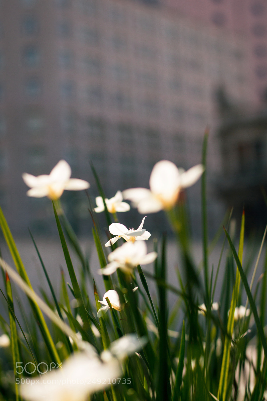 Nikon D3200 sample photo. Against 'ol odds photography