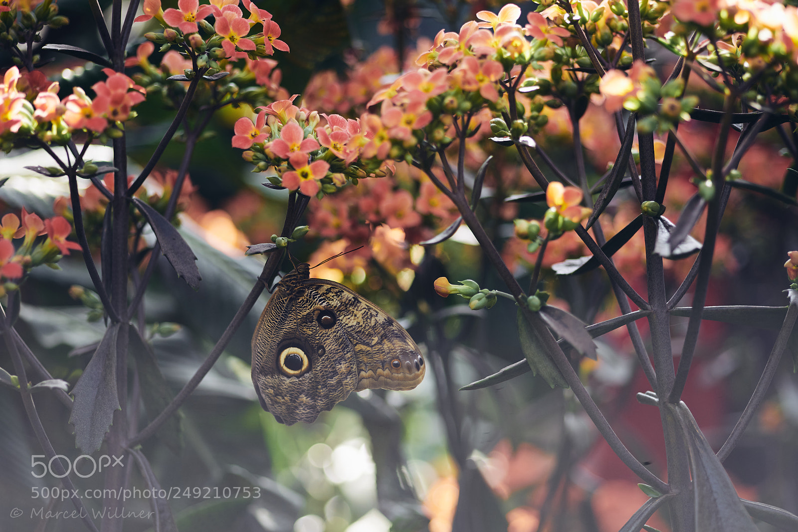 Sony a7 II sample photo. Schmetterlinge photography