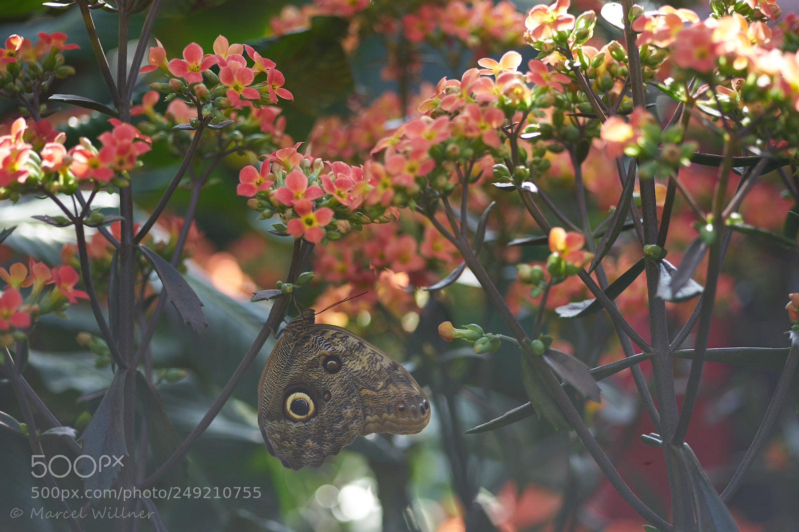 Sony a7 II sample photo. Schmetterlinge photography