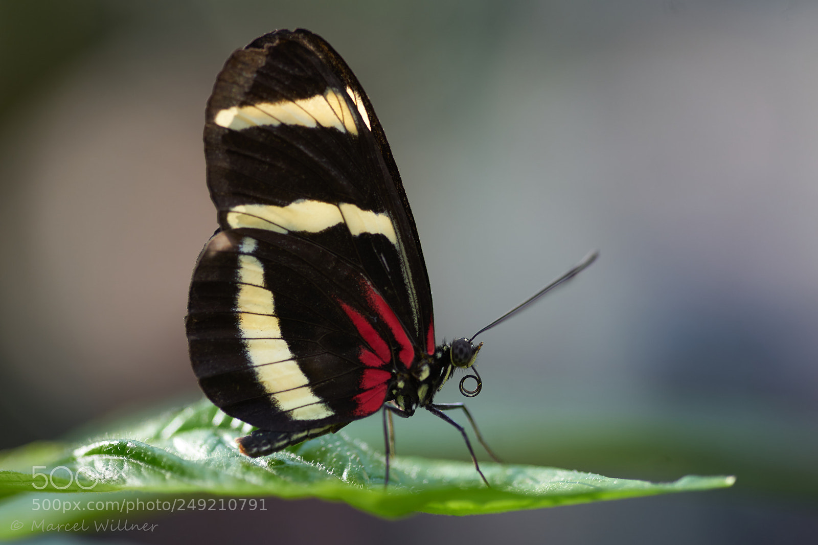Sony a7 II sample photo. Schmetterlinge photography