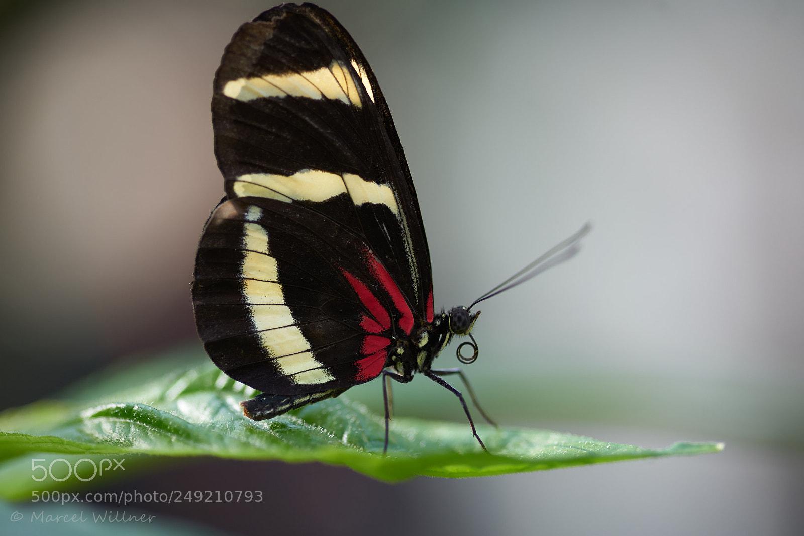 Sony a7 II sample photo. Schmetterlinge photography