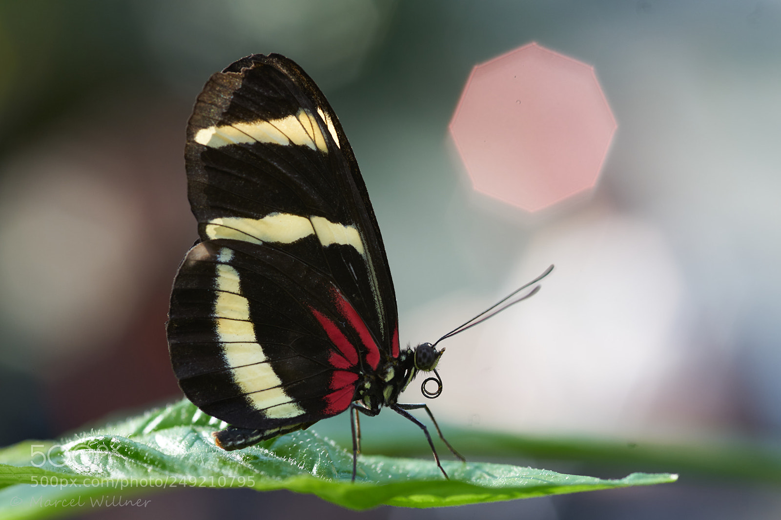 Sony a7 II sample photo. Schmetterlinge photography