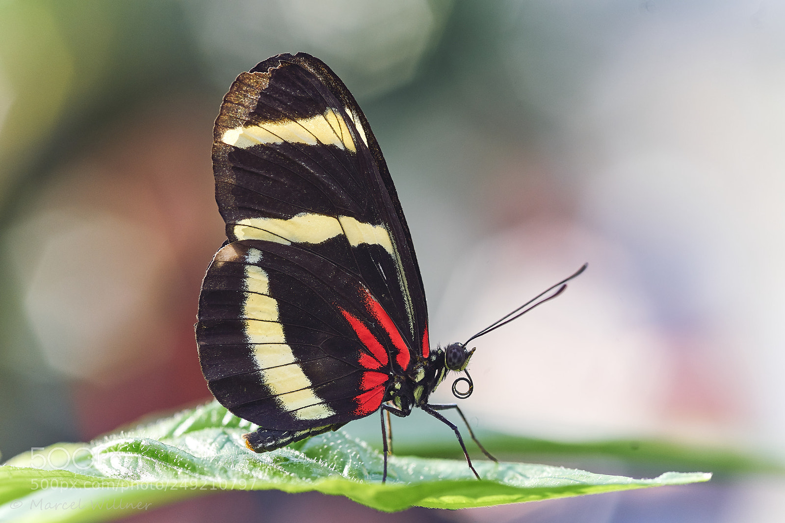 Sony a7 II sample photo. Schmetterlinge photography