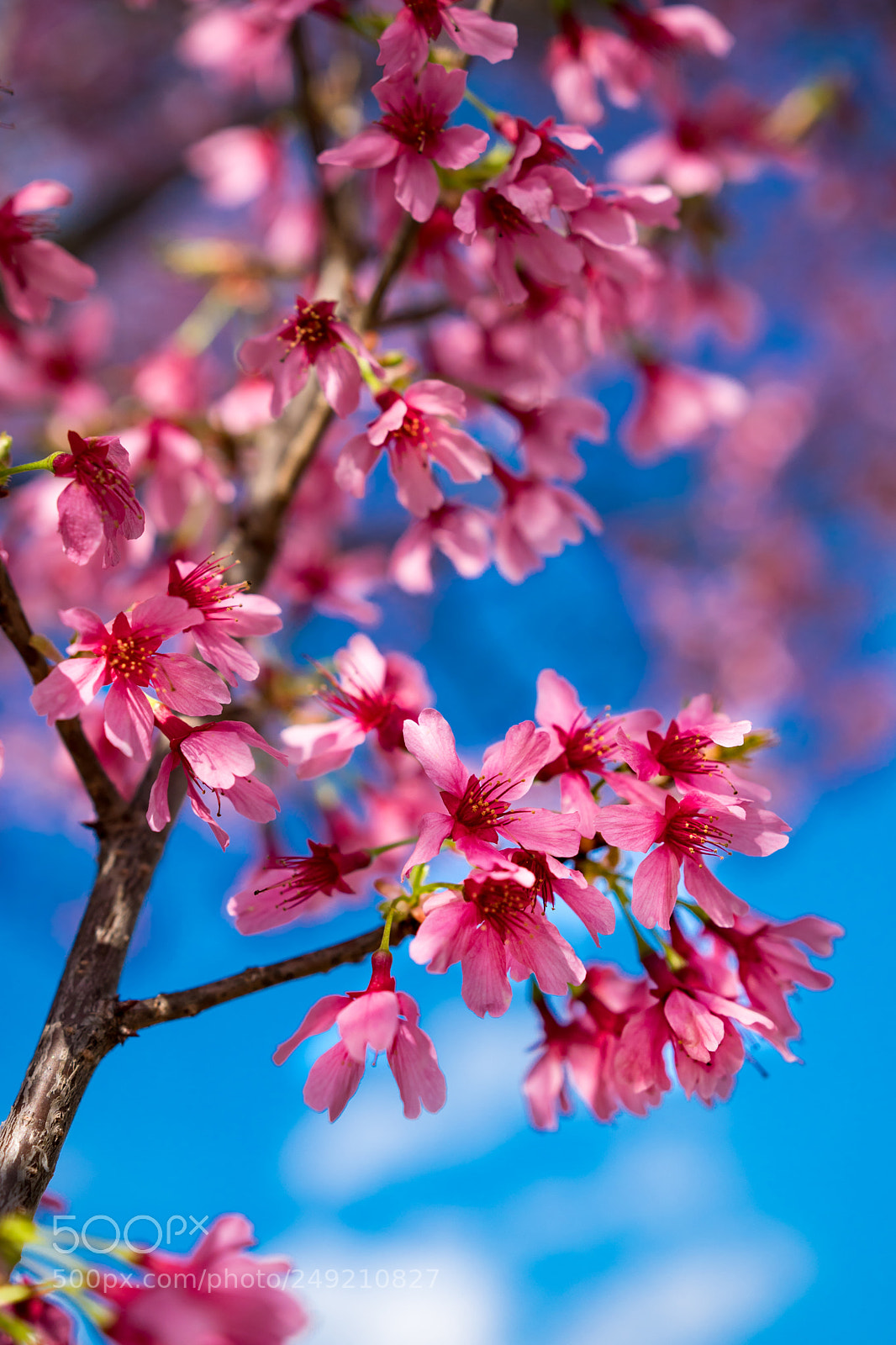 Sony a6300 sample photo. Spring pink photography