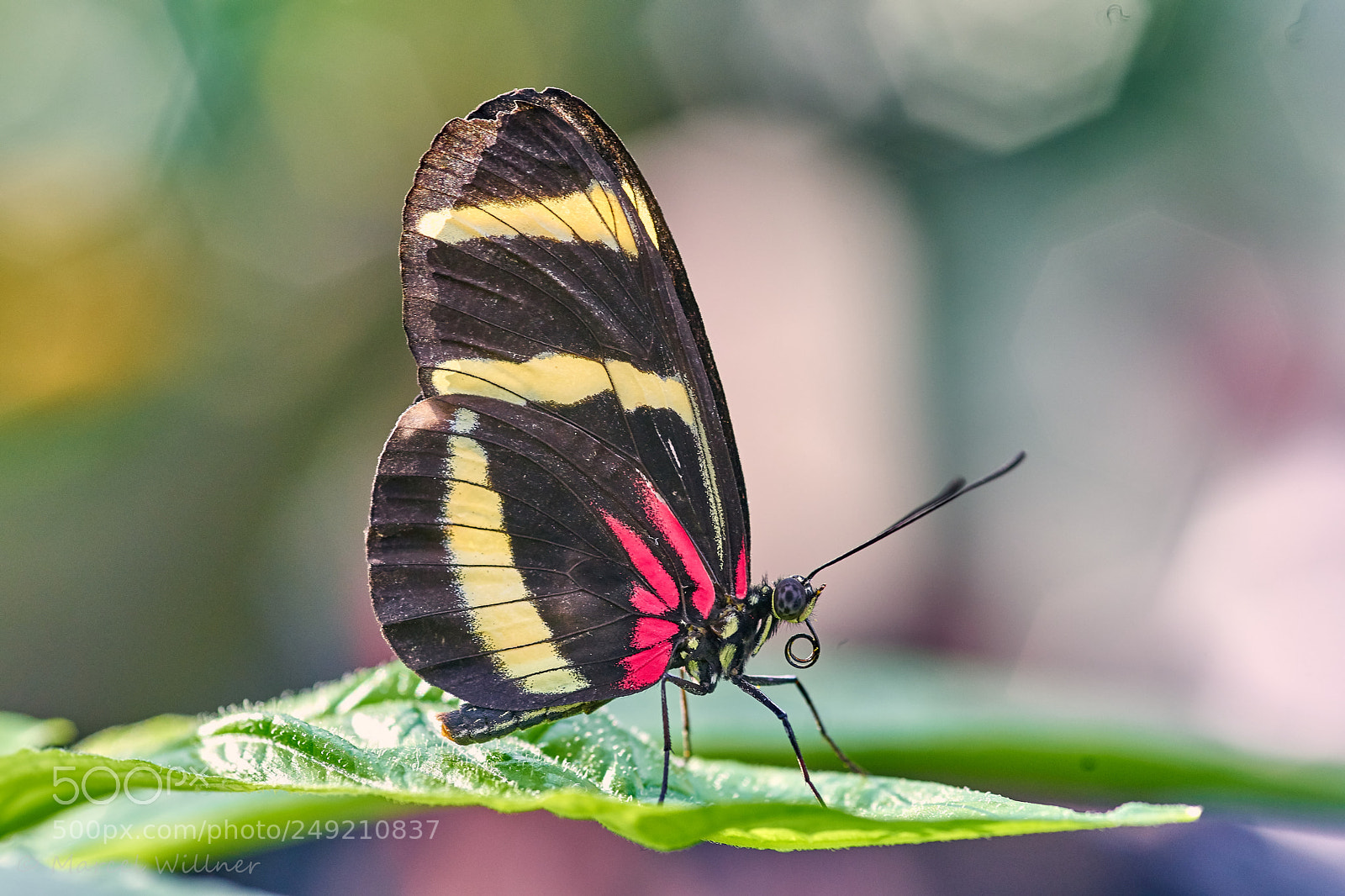 Sony a7 II sample photo. Schmetterlinge photography