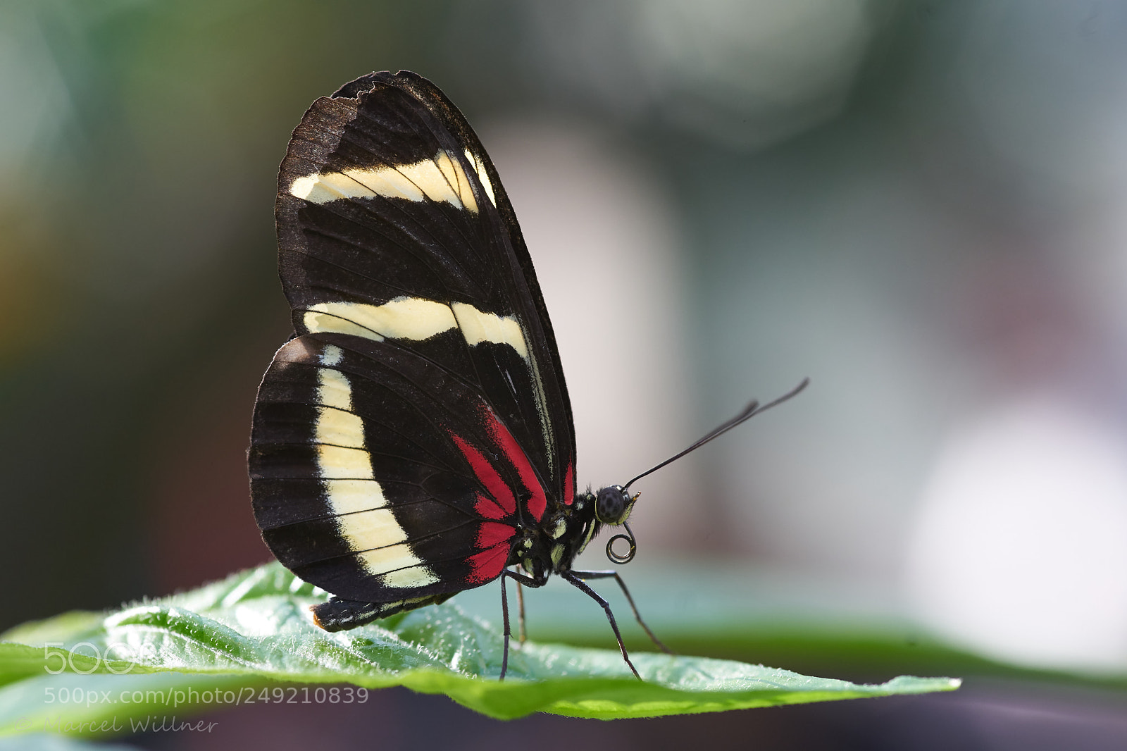 Sony a7 II sample photo. Schmetterlinge photography