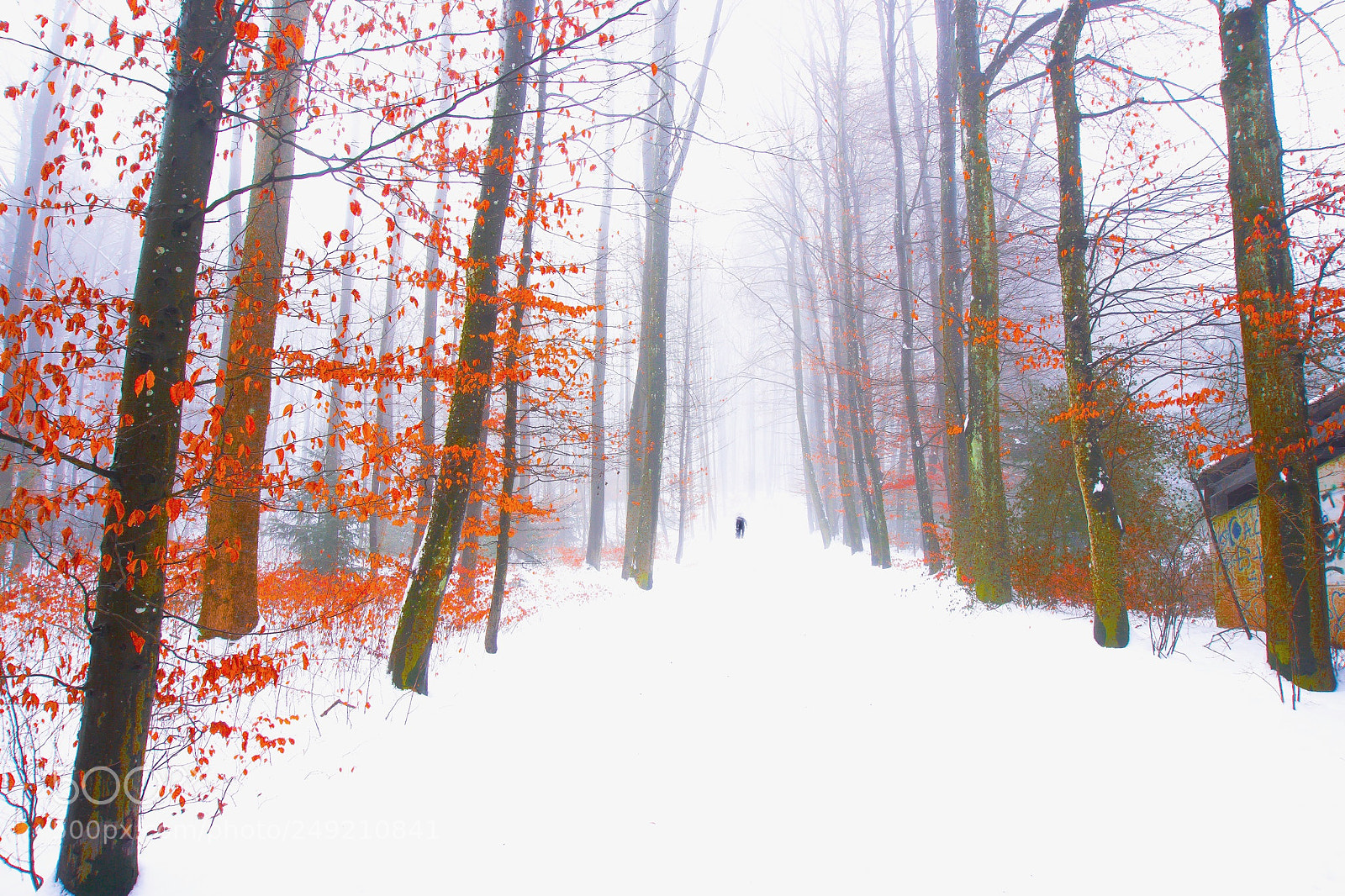 Sony a6300 sample photo. Snow and fog photography
