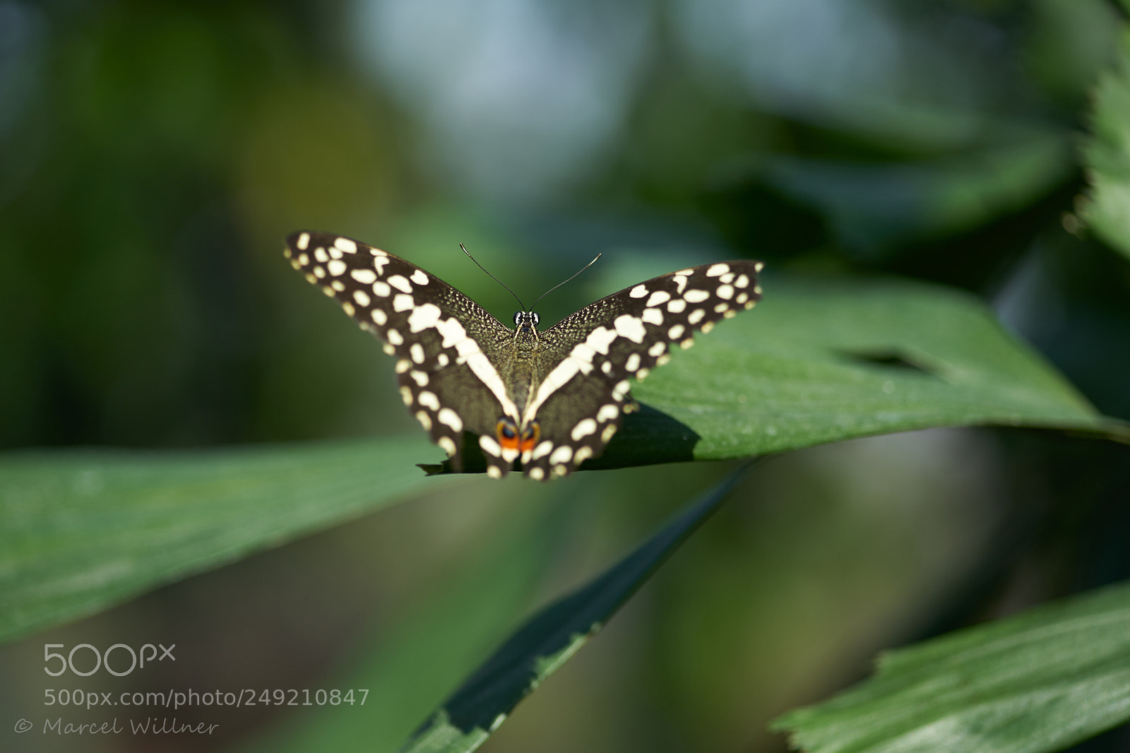 Sony a7 II sample photo. Schmetterlinge photography