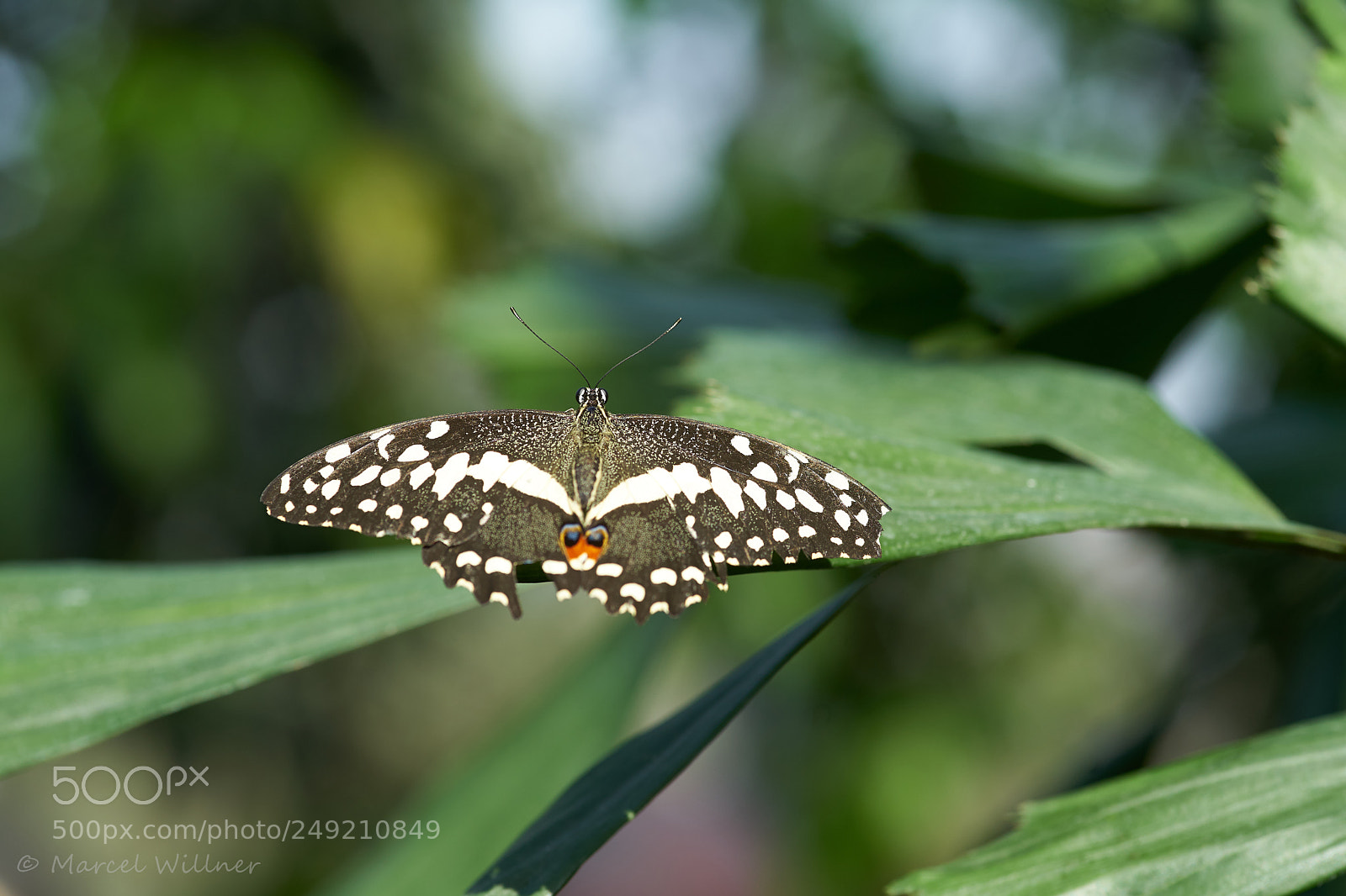 Sony a7 II sample photo. Schmetterlinge photography