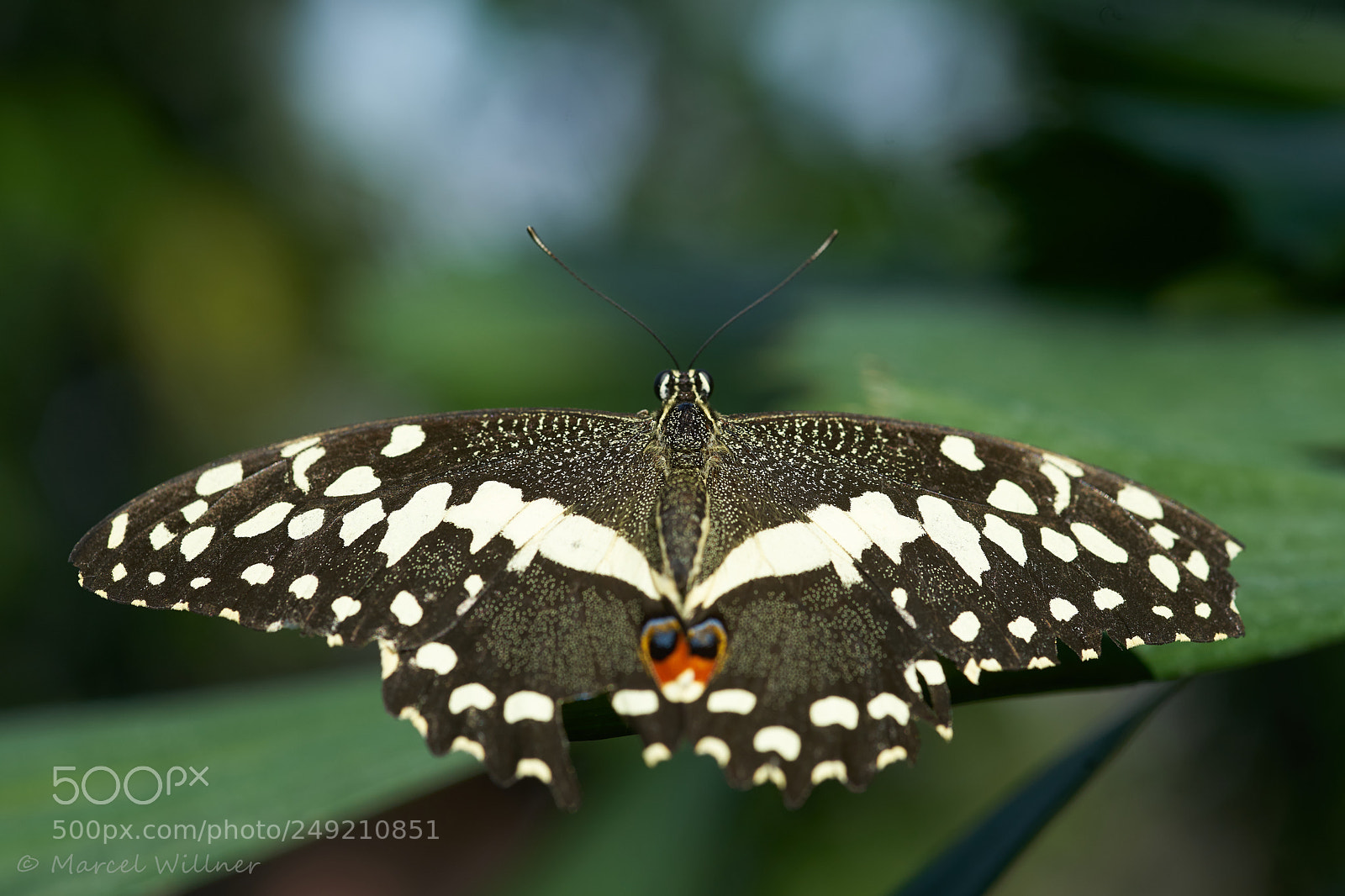 Sony a7 II sample photo. Schmetterlinge photography