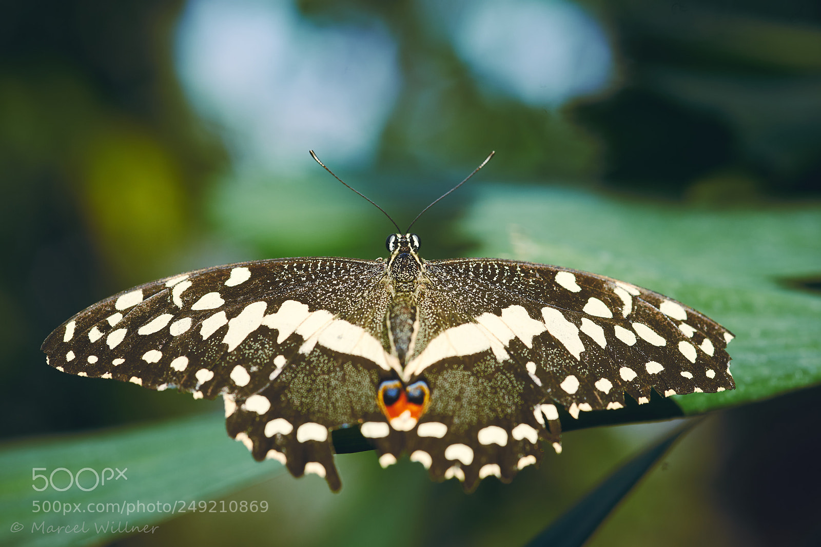 Sony a7 II sample photo. Schmetterlinge photography