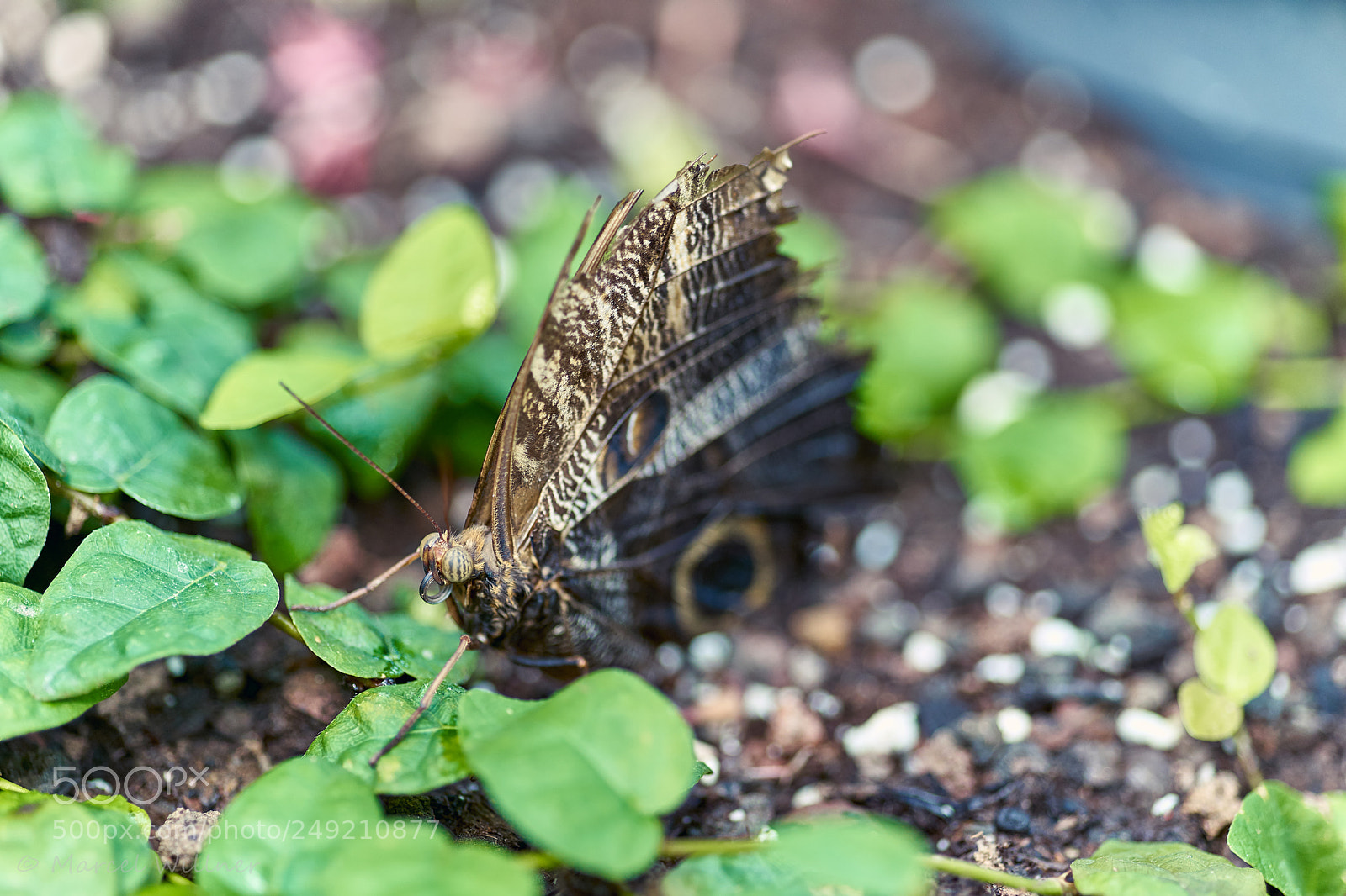 Sony a7 II sample photo. Schmetterlinge photography