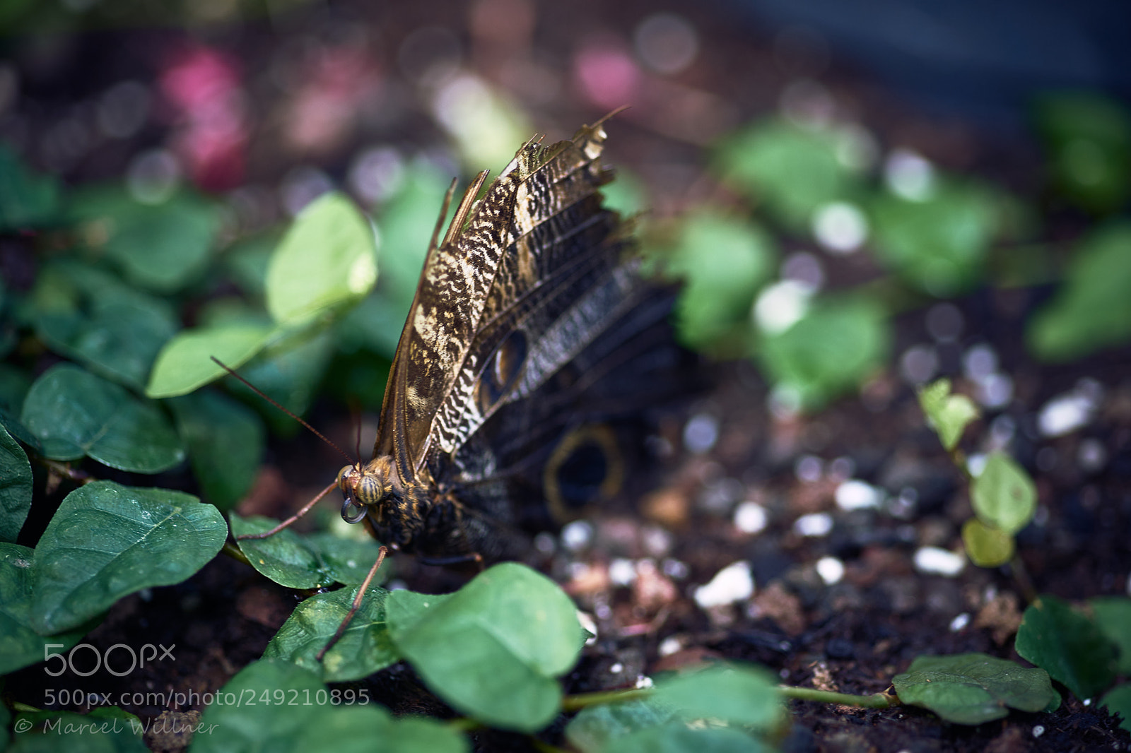 Sony a7 II sample photo. Schmetterlinge photography