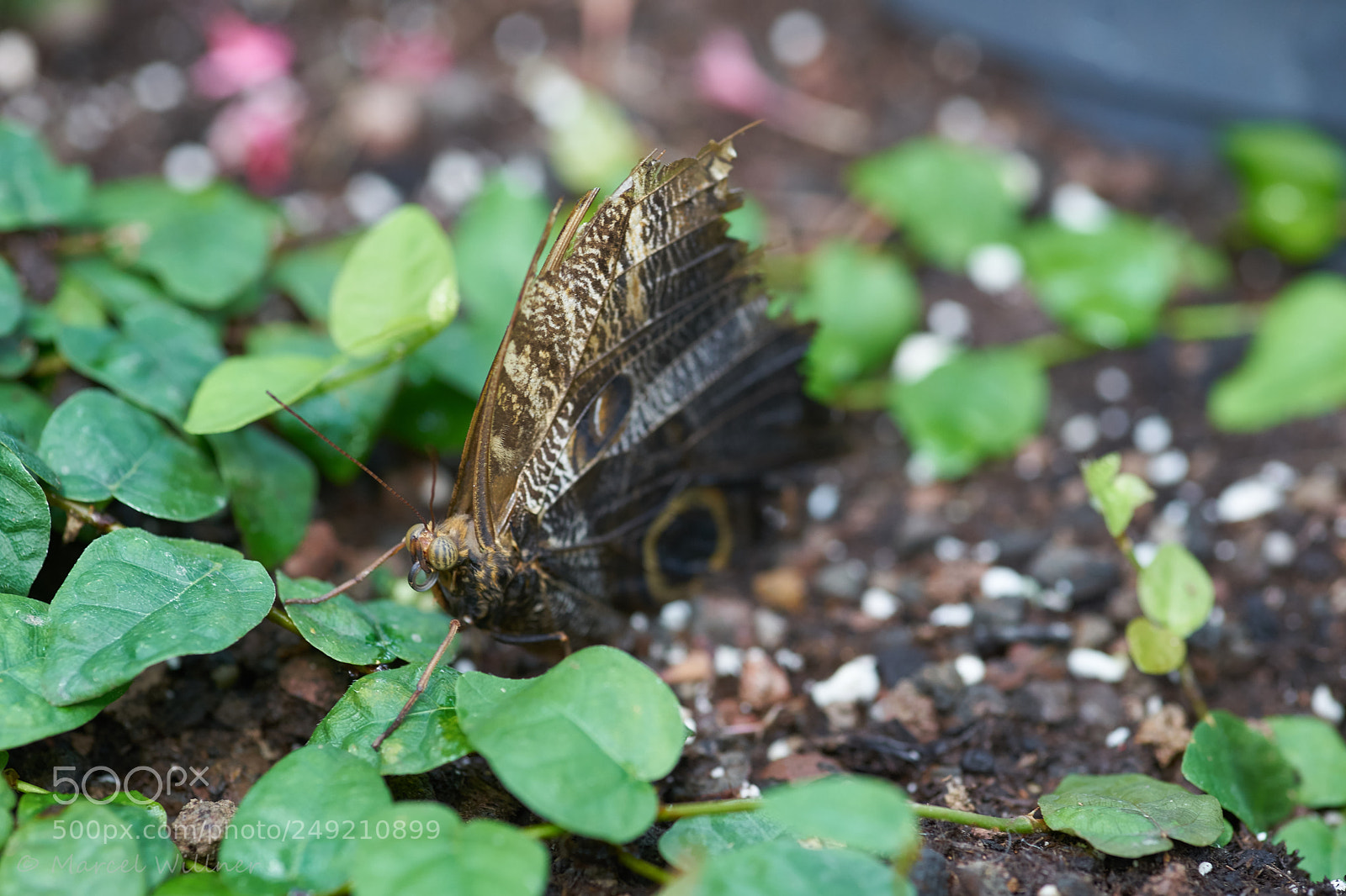 Sony a7 II sample photo. Schmetterlinge photography