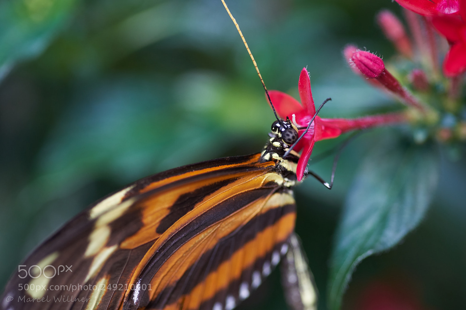 Sony a7 II sample photo. Schmetterlinge photography