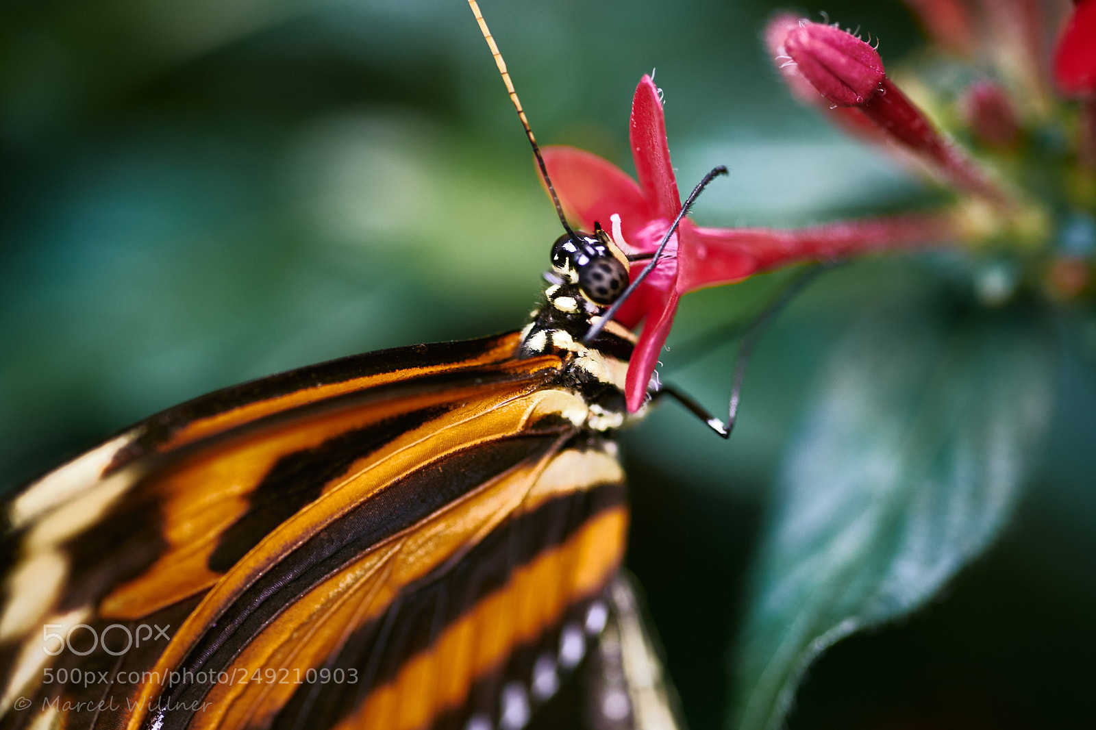 Sony a7 II sample photo. Schmetterlinge photography