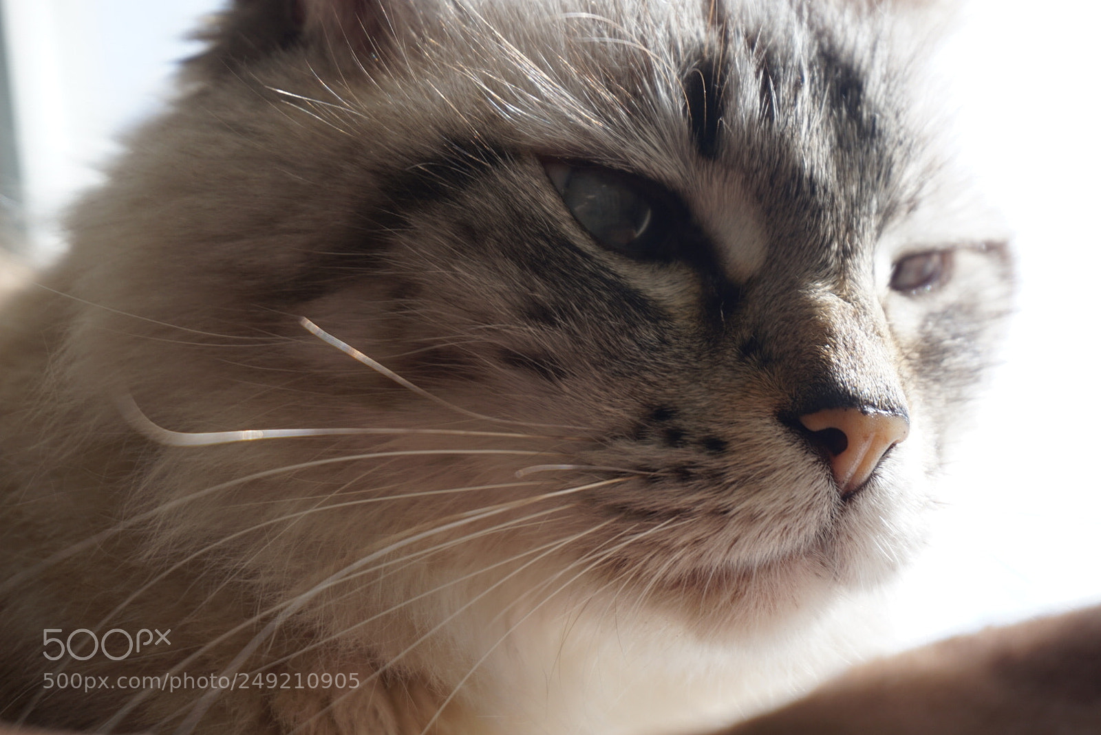 Sony Alpha a5000 (ILCE 5000) sample photo. 1 penny for your thoughts photography