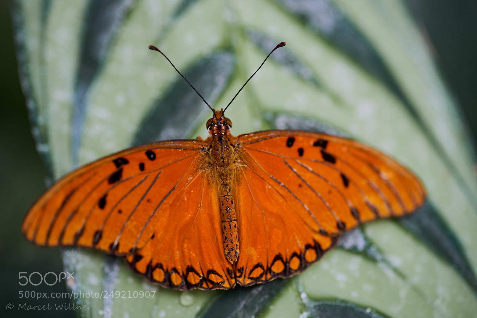 Sony a7 II sample photo. Schmetterlinge photography