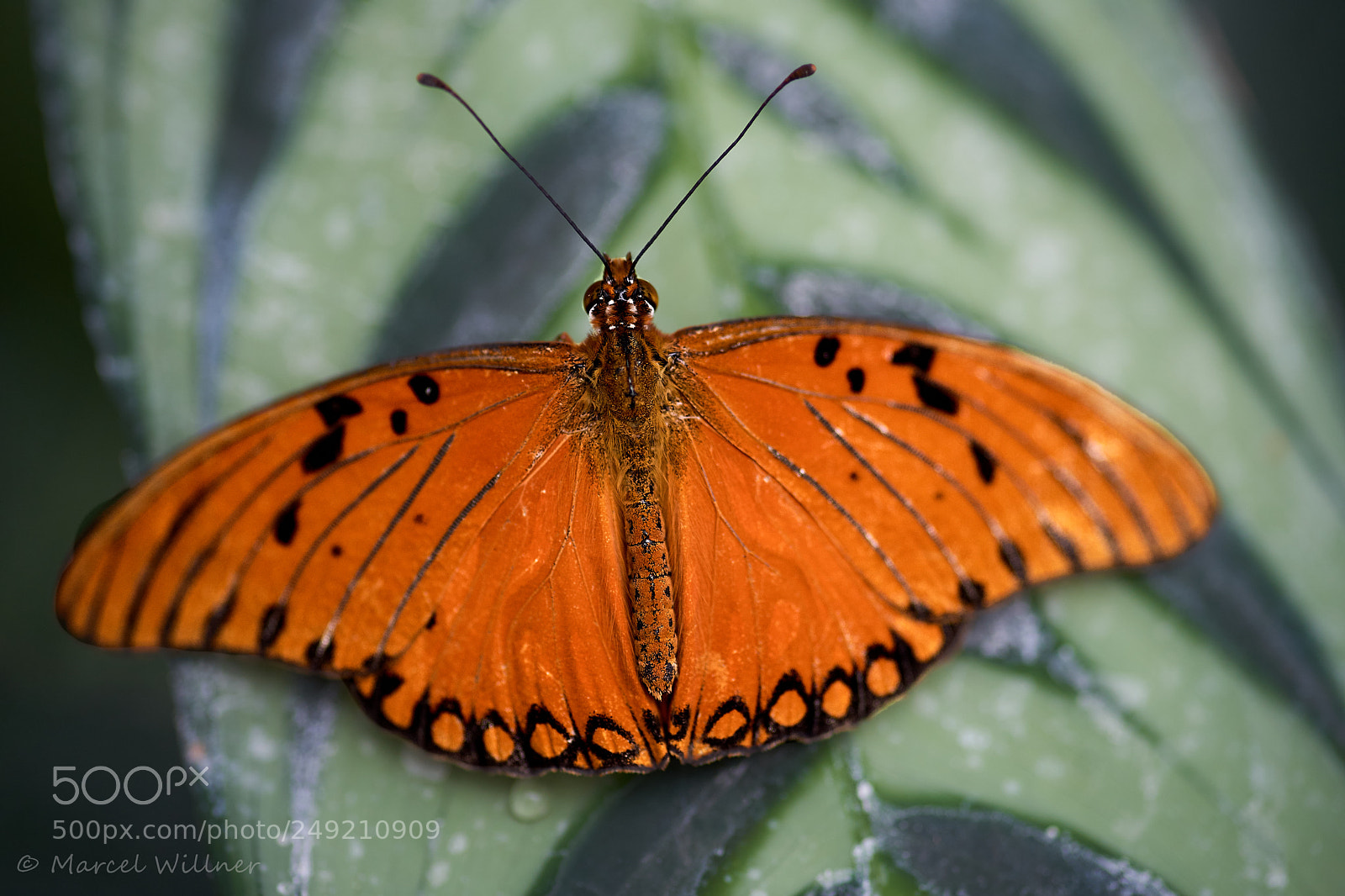 Sony a7 II sample photo. Schmetterlinge photography