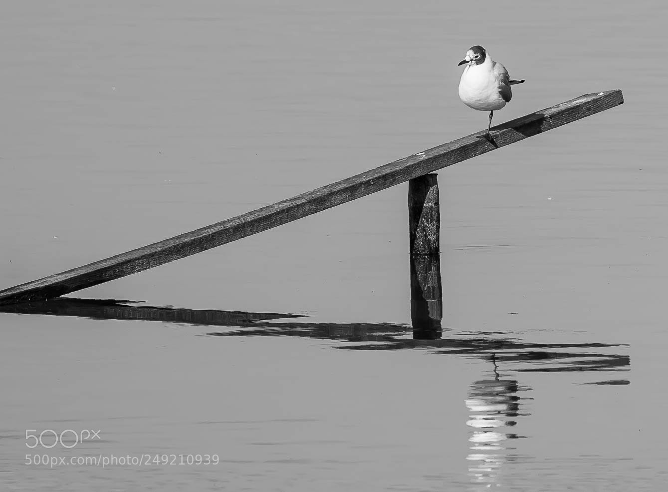 Nikon D7100 sample photo. Black & white reflection. photography