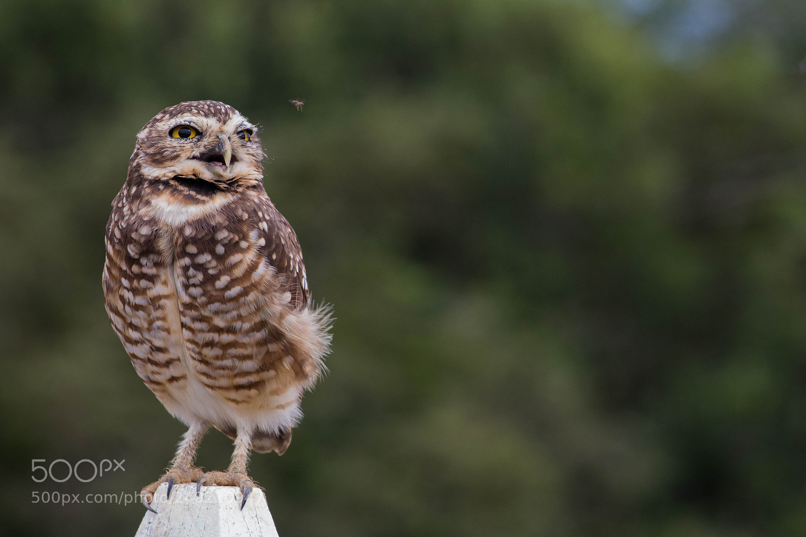 Canon EOS 700D (EOS Rebel T5i / EOS Kiss X7i) sample photo. Owl at university. photography
