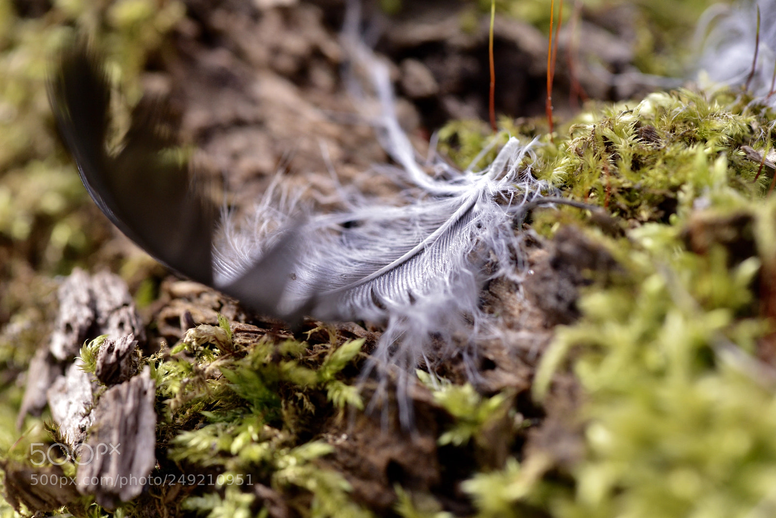 Nikon D800 sample photo. Feathers photography