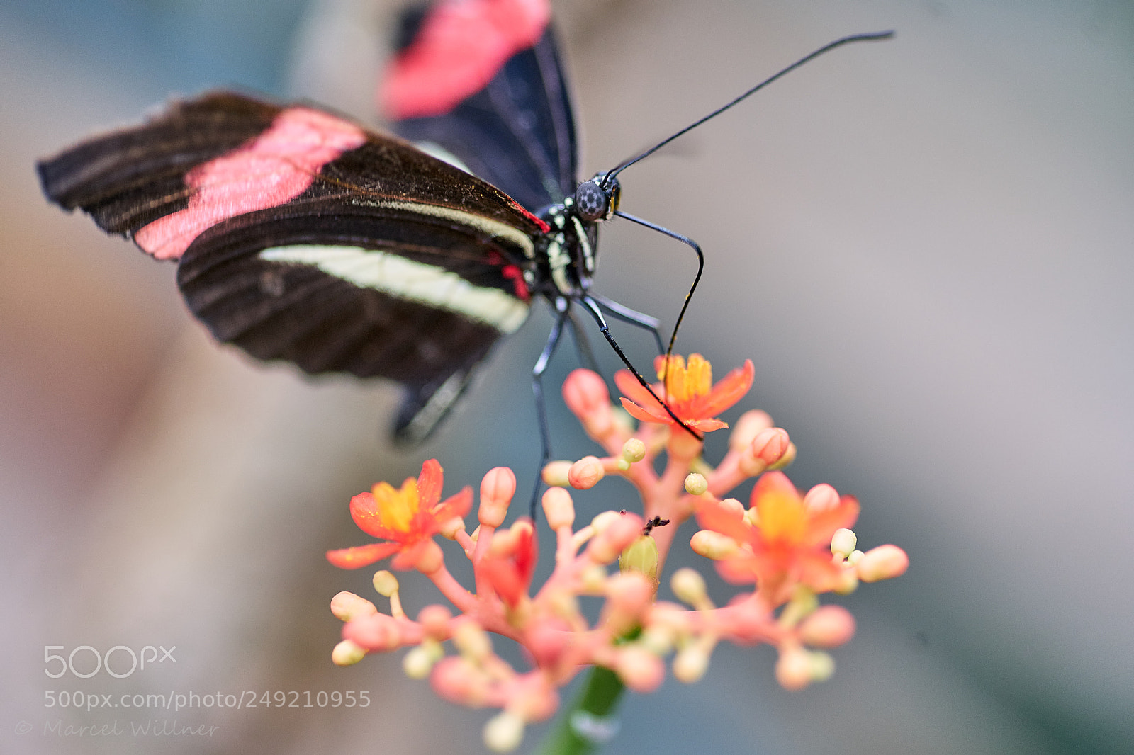 Sony a7 II sample photo. Schmetterlinge photography