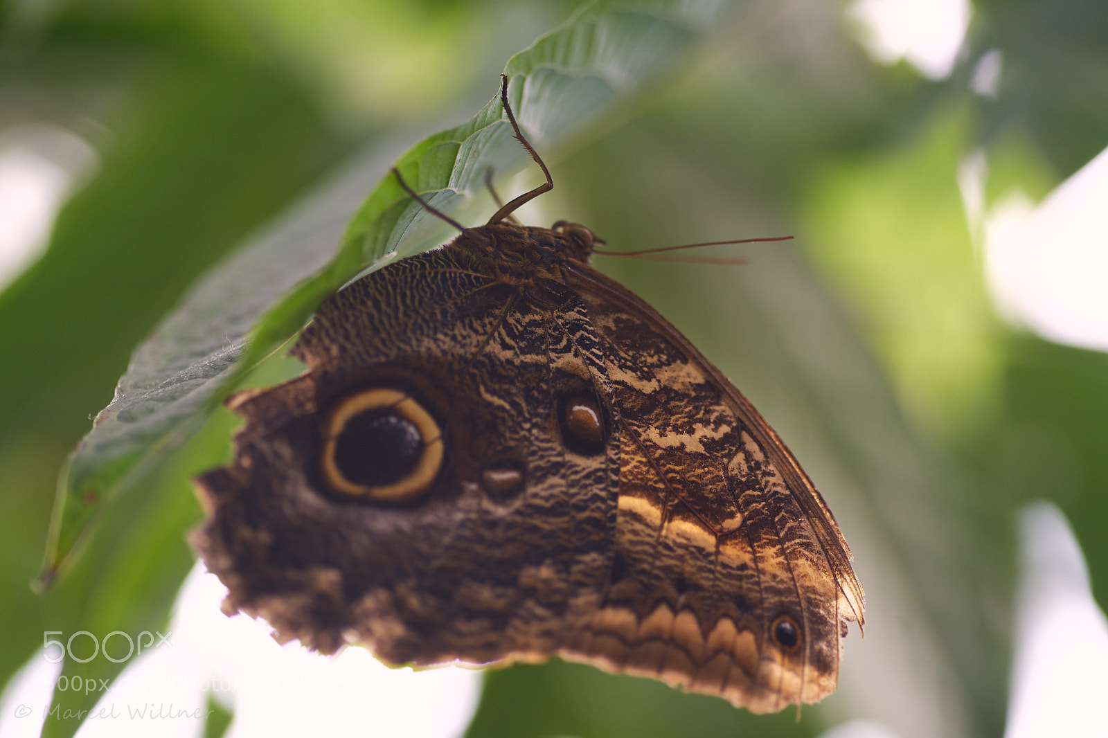 Sony a7 II sample photo. Schmetterlinge photography
