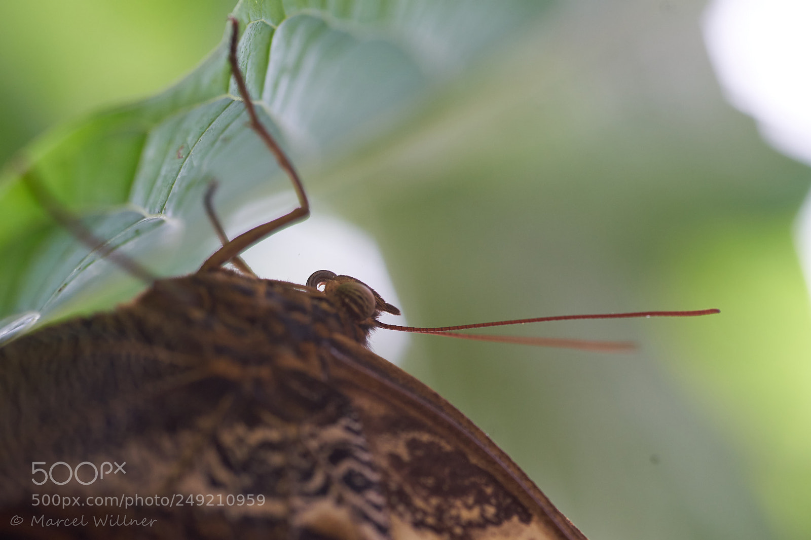 Sony a7 II sample photo. Schmetterlinge photography