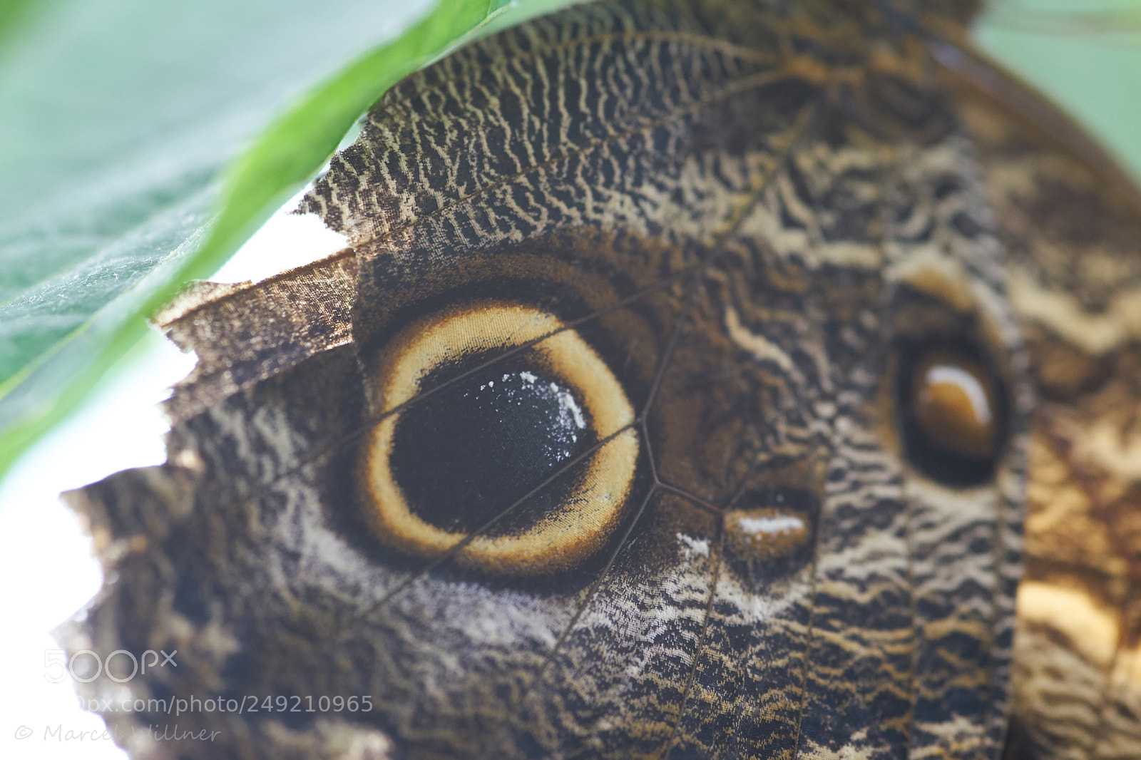 Sony a7 II sample photo. Schmetterlinge photography