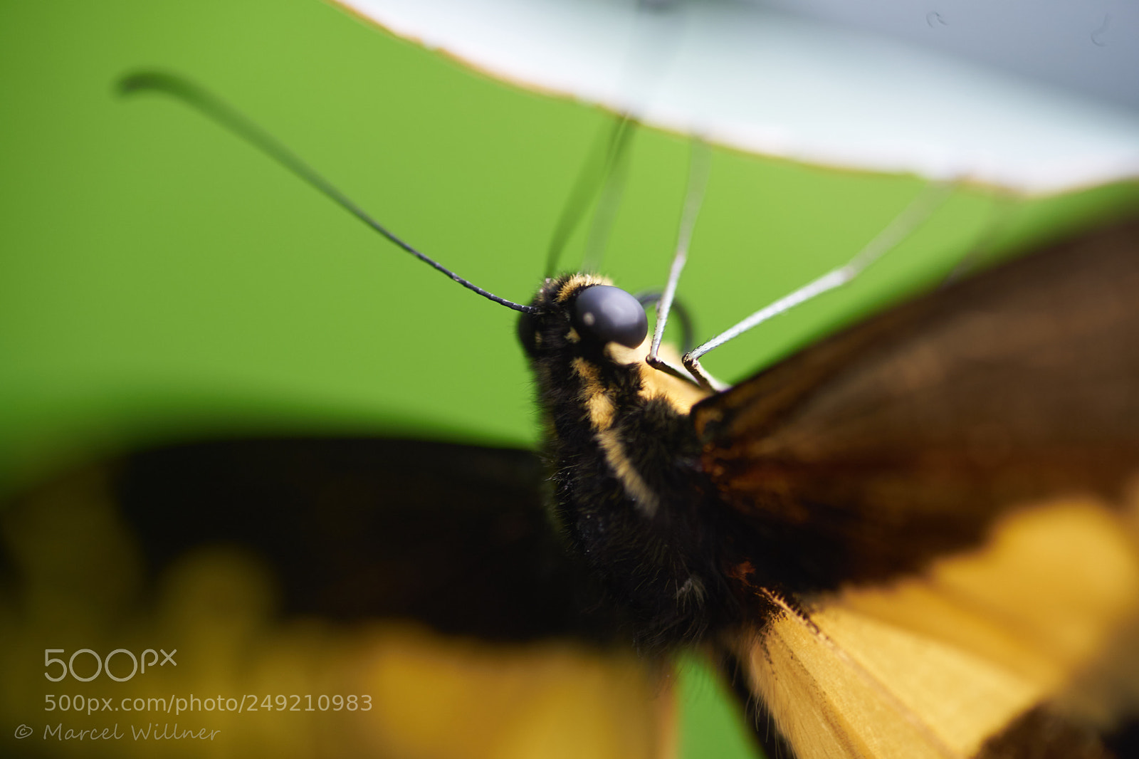 Sony a7 II sample photo. Schmetterlinge photography