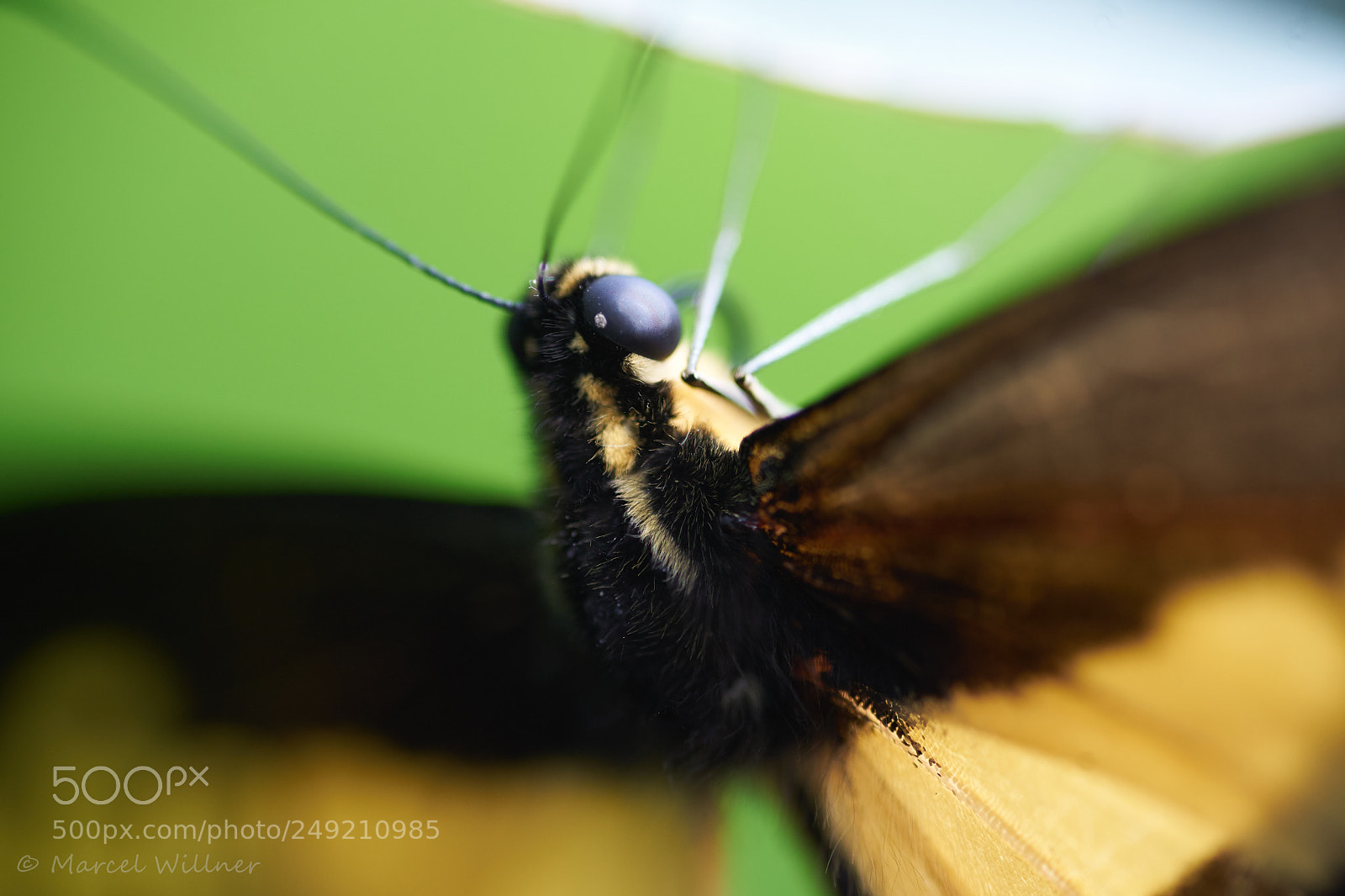 Sony a7 II sample photo. Schmetterlinge photography