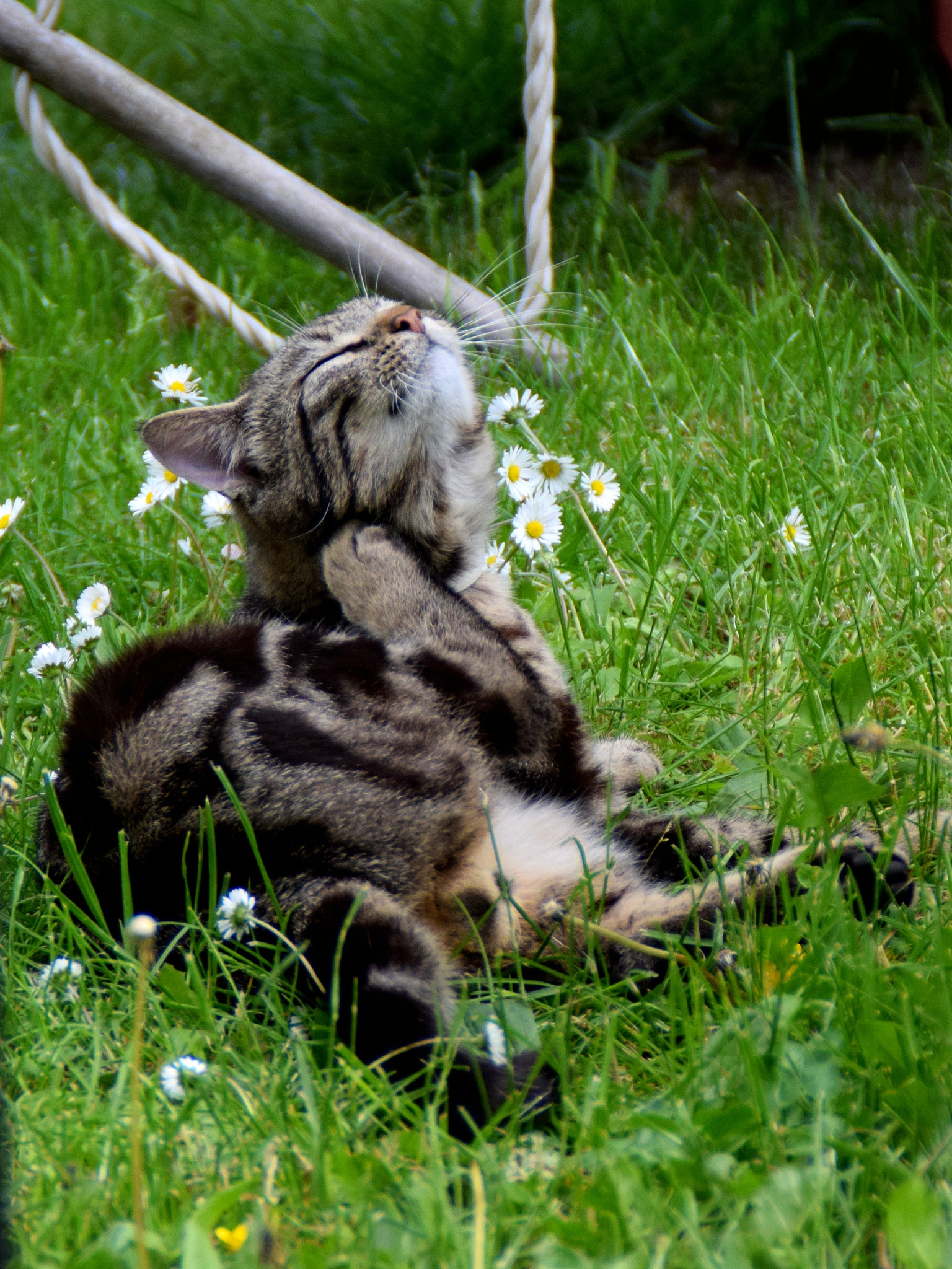Nikon D3300 sample photo. Cat photography