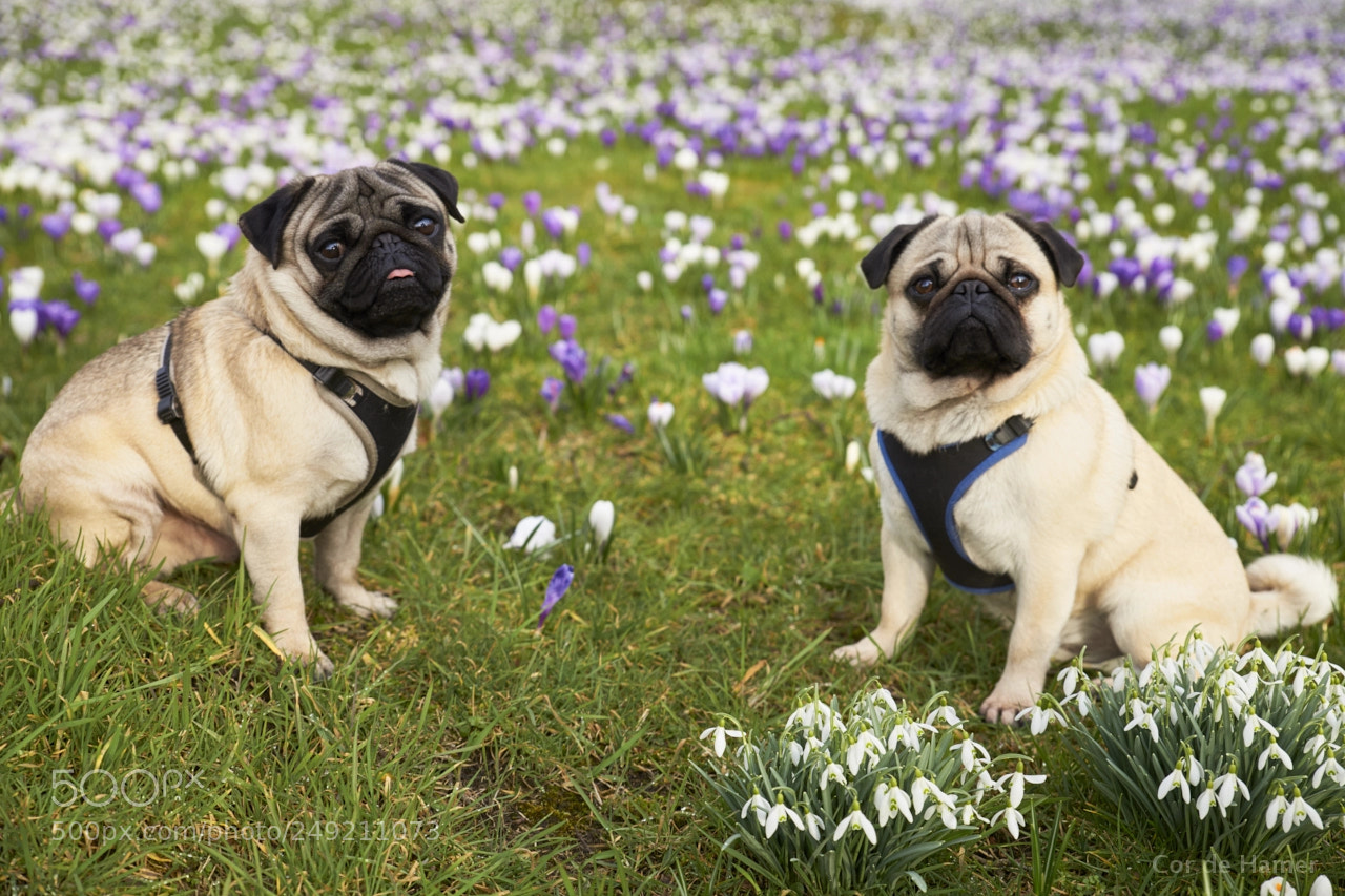 Sony SLT-A99V sample photo. Pugs in spring photography