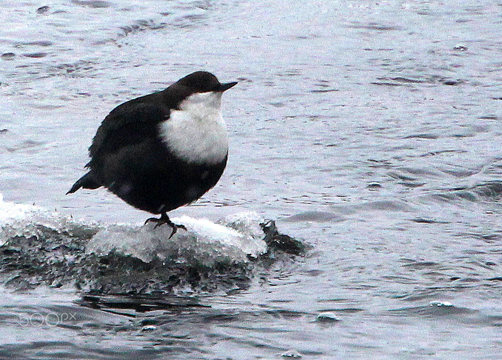 Canon EOS 700D (EOS Rebel T5i / EOS Kiss X7i) sample photo. The fat dipper balancing on one leg on the icystone. photography