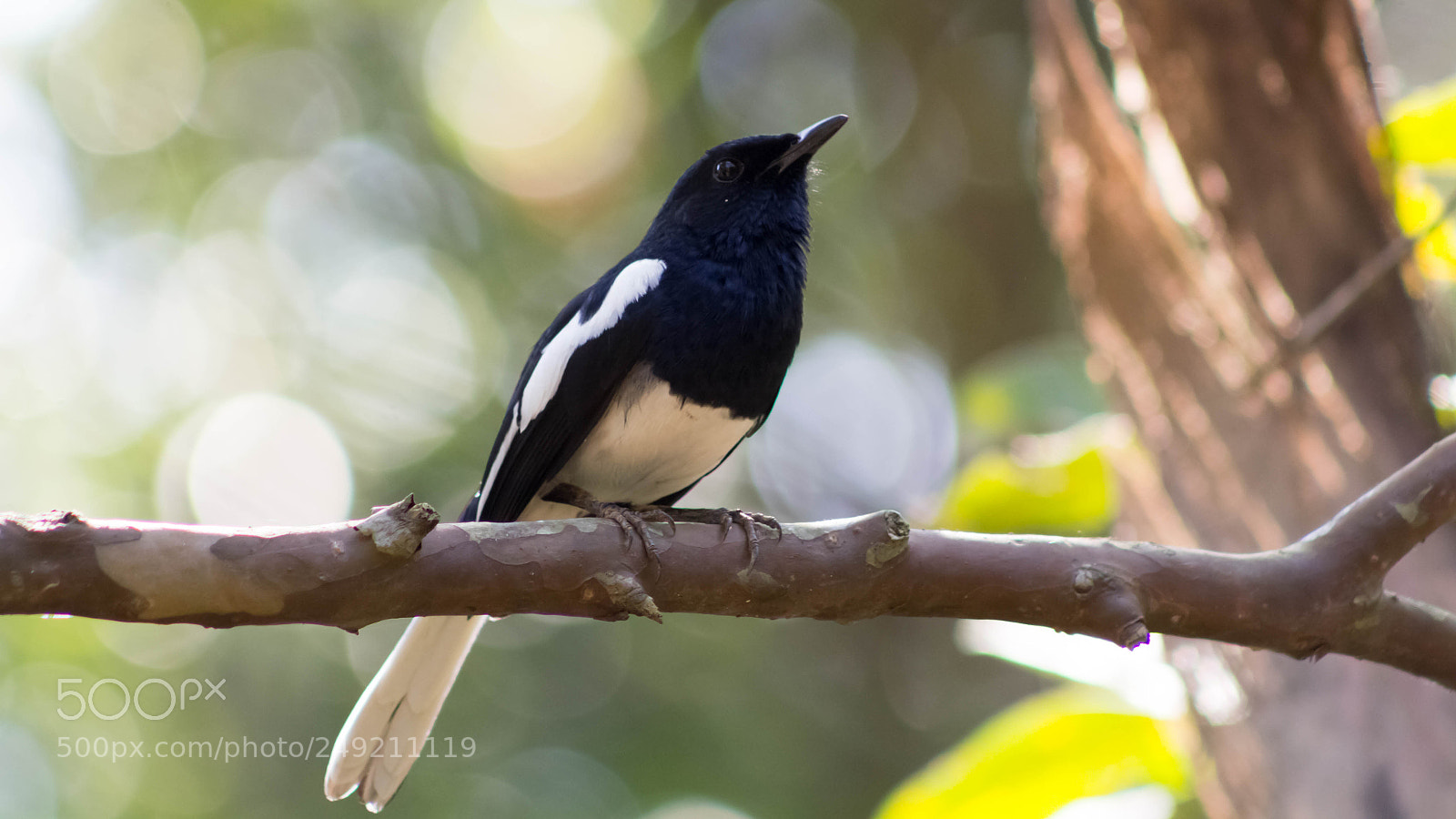 Canon EOS 60D sample photo. Magpie-robin photography