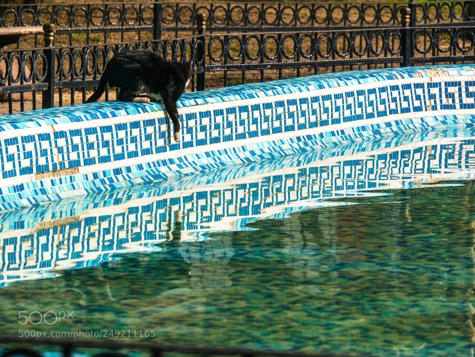 Panasonic Lumix DMC-G85 (Lumix DMC-G80) sample photo. Cat-fish photography