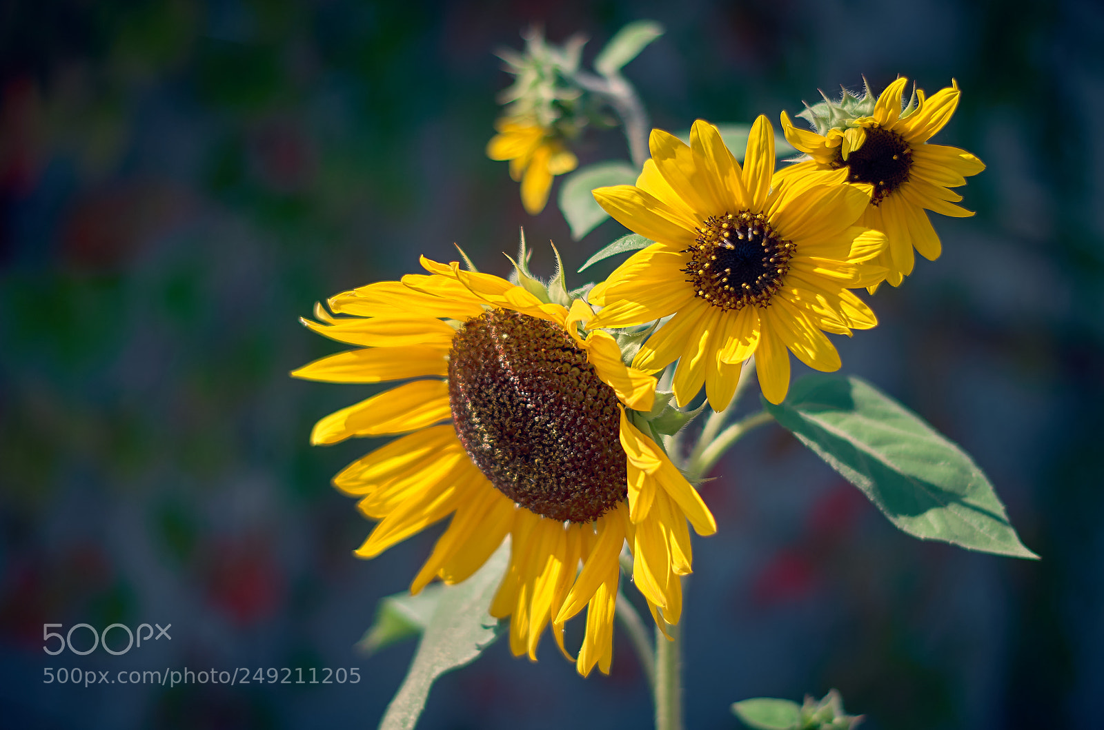 Pentax K-30 sample photo. Summer flower photography