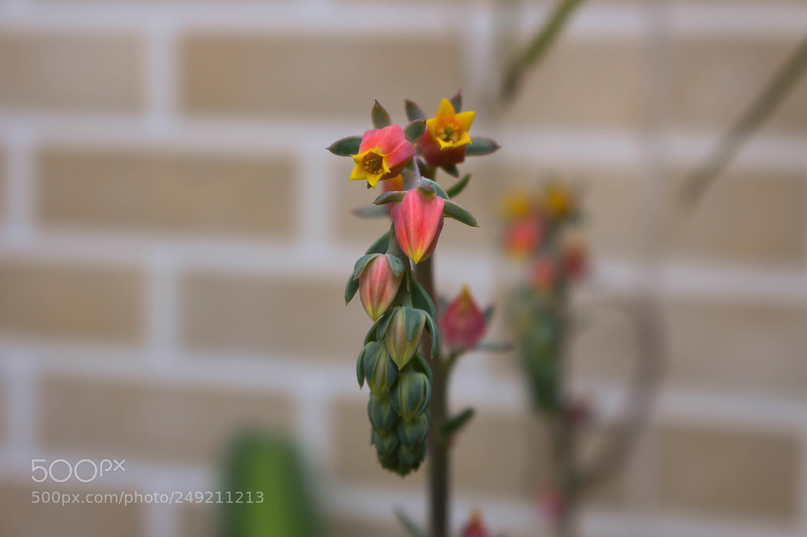 Canon EOS 700D (EOS Rebel T5i / EOS Kiss X7i) sample photo. Untitled photography